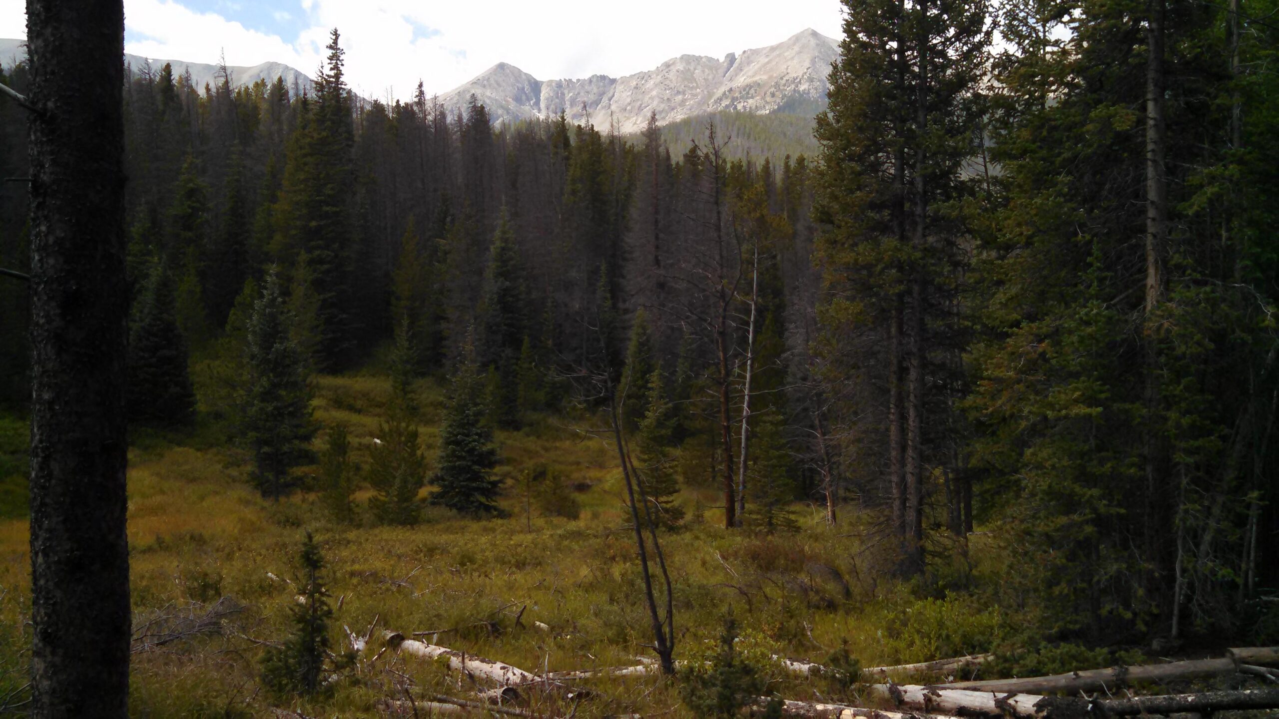A scenic view of a dense forest with tall pine trees, leading to a grassy meadow. In the background, rugged mountains are partially obscured by clouds, creating a serene natural landscape. Fallen logs are visible in the foreground, adding to the tranquil atmosphere of the scene. Peaks Trail mountain bike trail.