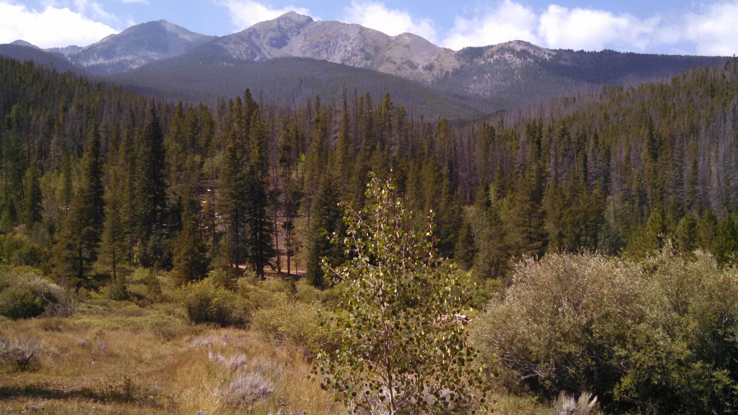 A scenic view of a mountainous landscape, featuring a diverse array of evergreen trees and shrubs in the foreground, with rolling mountains in the background under a partly cloudy sky. Peaks Trail mountain bike trail.