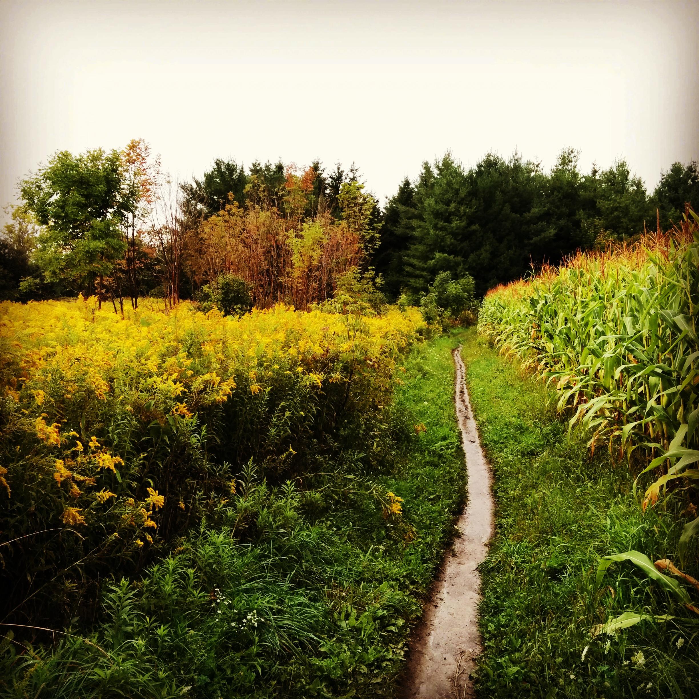 A winding dirt path surrounded by fields of tall yellow flowers and lush green grass, leading towards a dense cluster of trees. The atmosphere is serene, with hints of autumn colors in the foliage. Fanshawe Lake mountain bike trail.