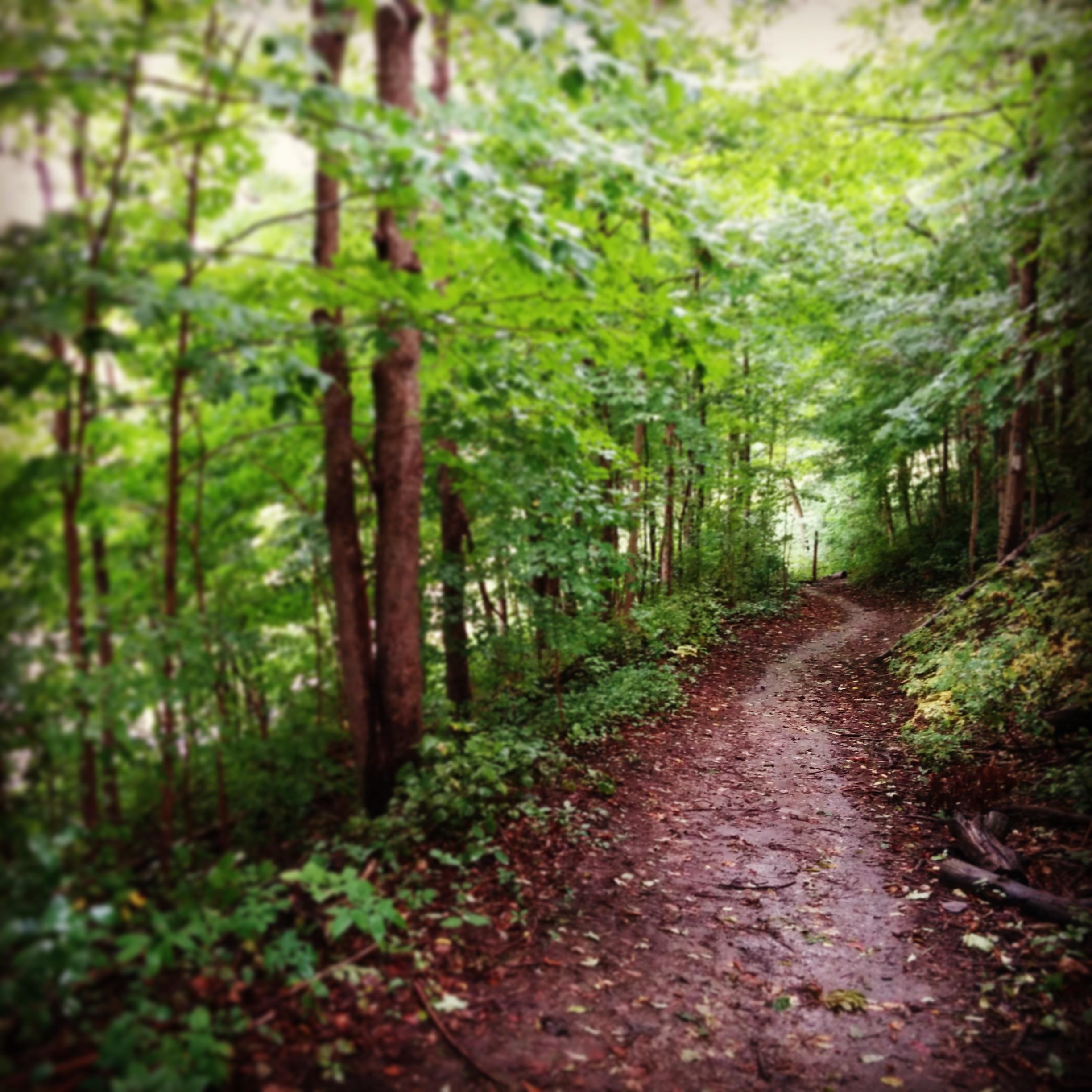 A winding dirt path through a lush, green forest, surrounded by tall trees and dense foliage. The ground is slightly muddy and covered with fallen leaves, creating a serene and natural environment. Fanshawe Lake mountain bike trail.