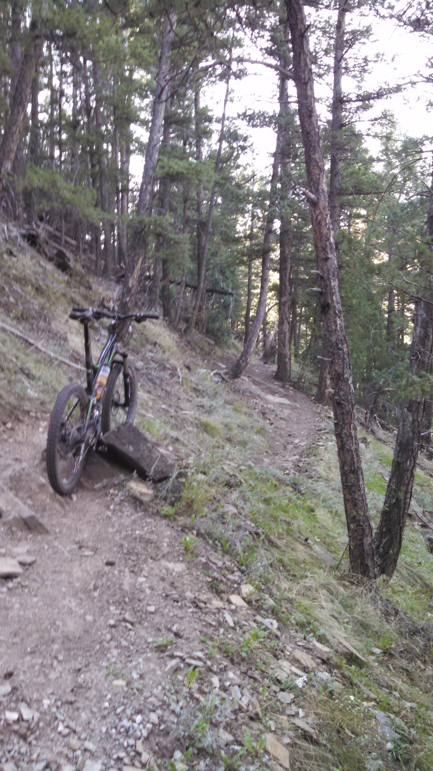 A mountain bike is parked on a dirt trail surrounded by tall trees in a forested area. The path winds through the greenery, with exposed rocks and grass visible along the trail. Soft sunlight filters through the branches, creating a serene outdoor environment ideal for biking or hiking. Lory State Park mountain bike trail.