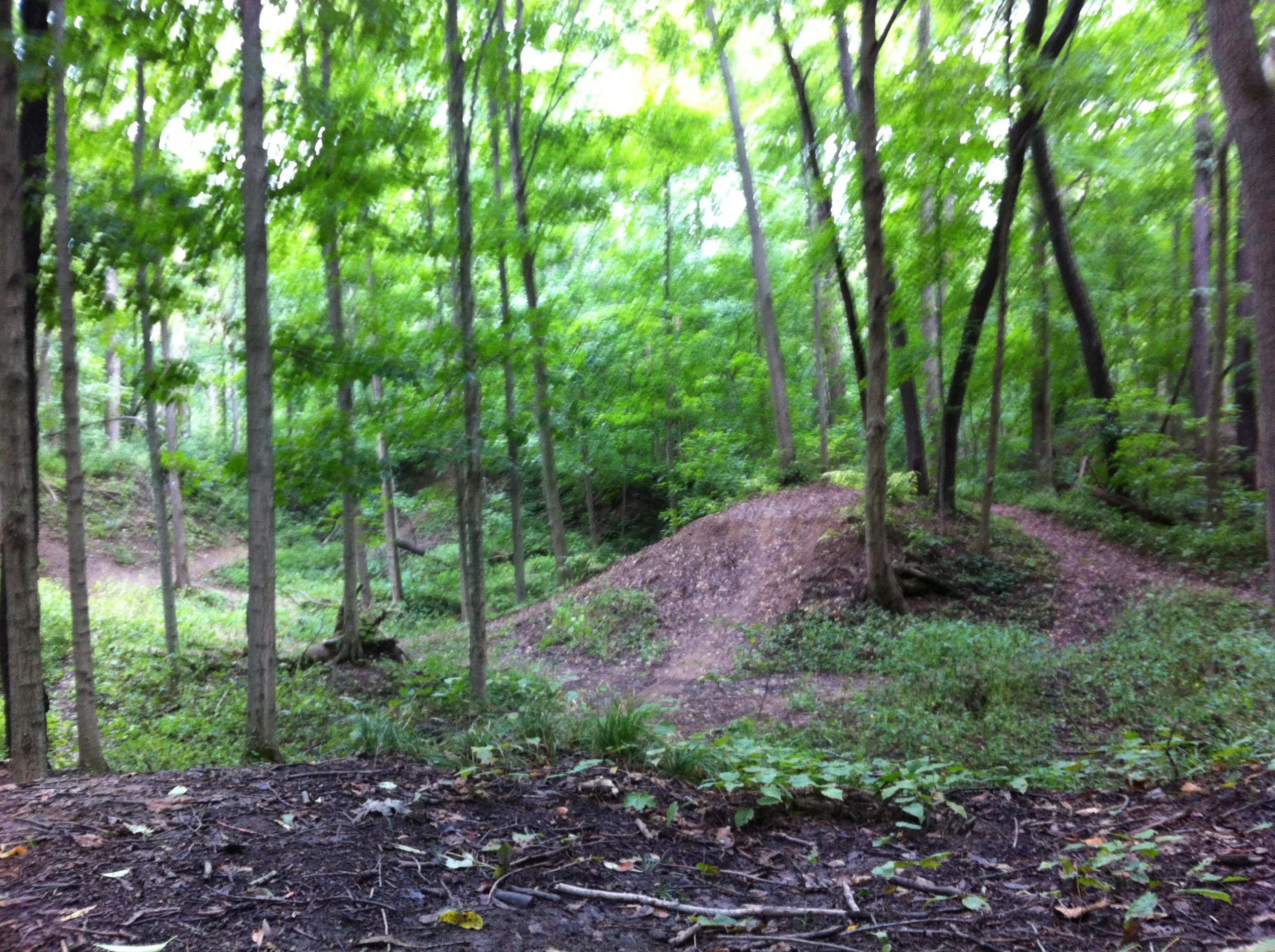A wooded area with tall trees and lush greenery. A dirt mound is visible in the background, with a winding path leading through the underbrush. The scene conveys a serene and natural landscape, typical of a forested setting. Andrew's University Trail mountain bike trail.