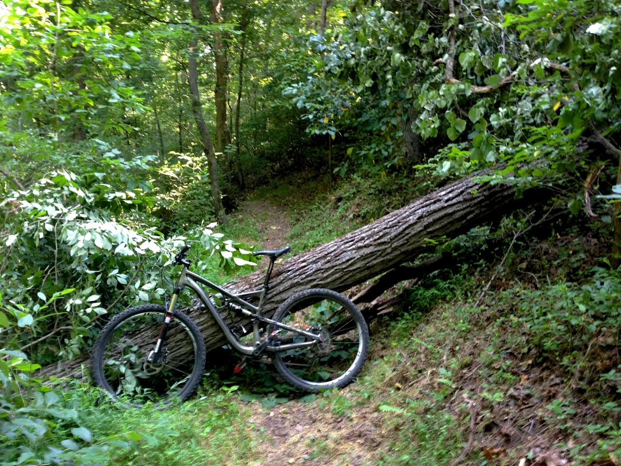 Specialized Camber Comp 29: A mountain bike leaning against a fallen tree along a forest trail, surrounded by lush greenery and sunlight filtering through the leaves. The path ahead is partially obscured by vegetation.