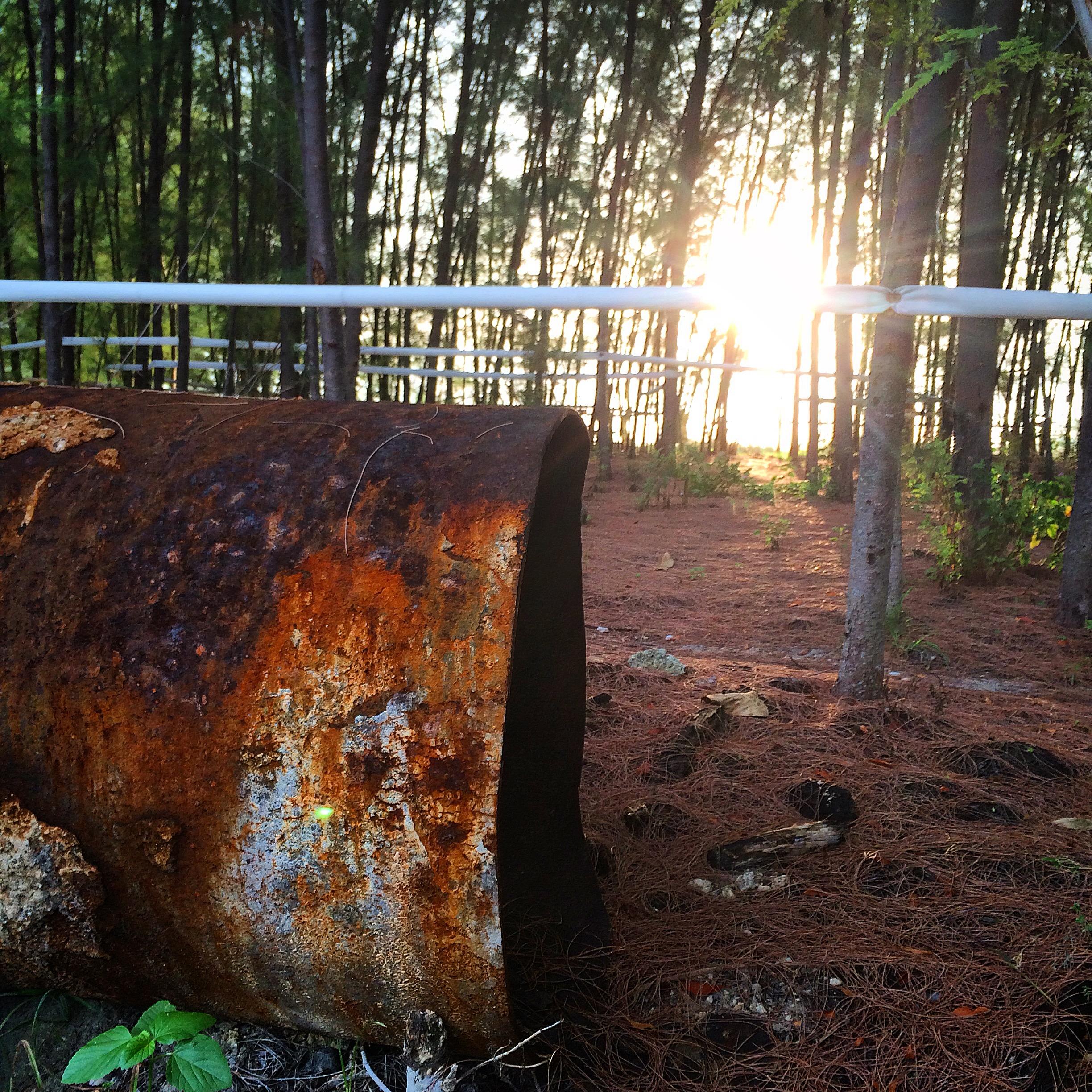 A close-up view of a rusty, weathered metal pipe lying on the forest floor, surrounded by pine needles and greenery. In the background, a row of tall trees is illuminated by the warm glow of the setting sun, casting soft light through the branches. Virginia Key North Point mountain bike trail.
