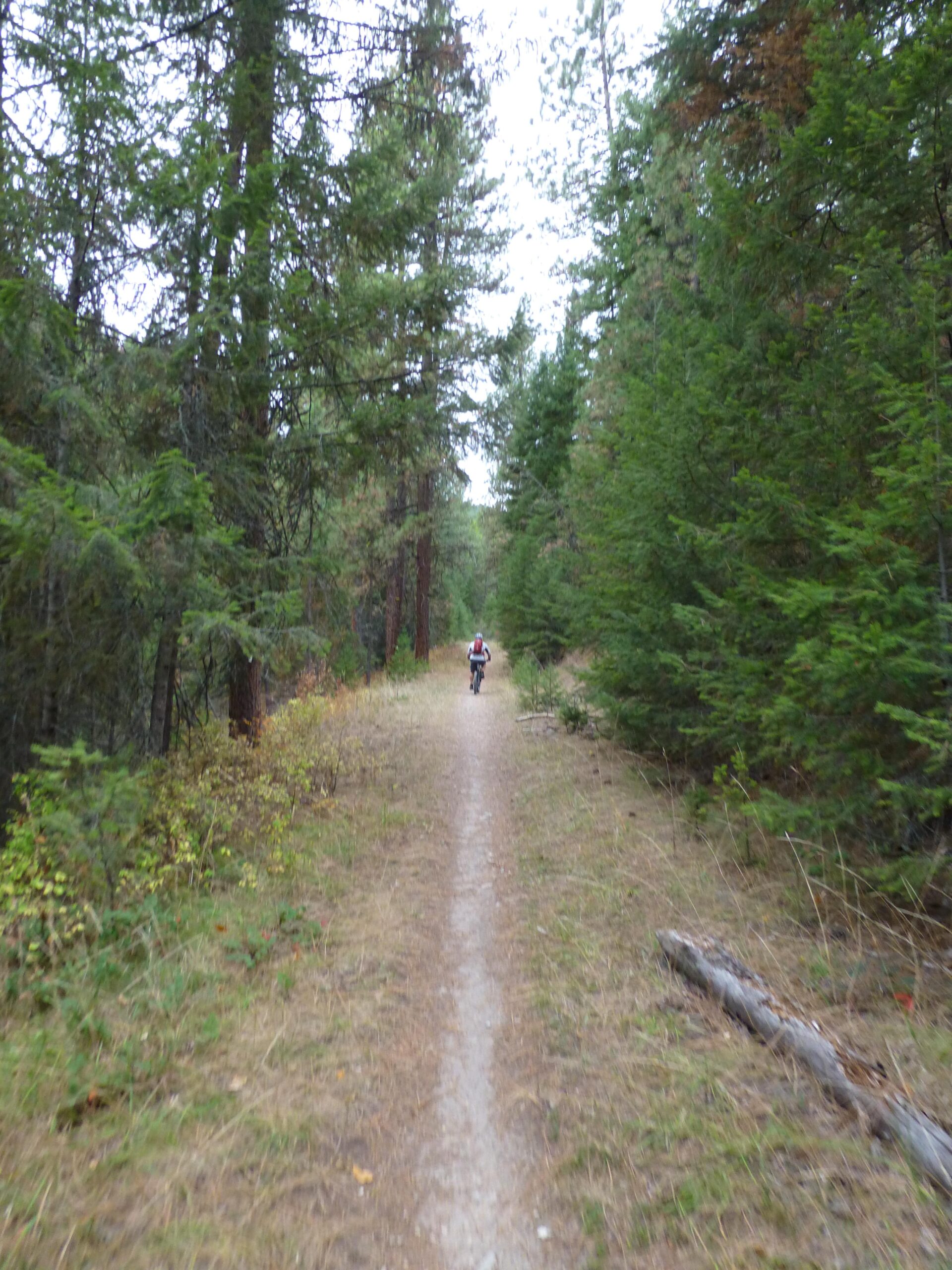 A person riding a bicycle on a narrow dirt path surrounded by tall green trees and underbrush in a forest setting. The path winds into the distance, leading through a tranquil natural environment. Rattlesnake mountain bike trail.