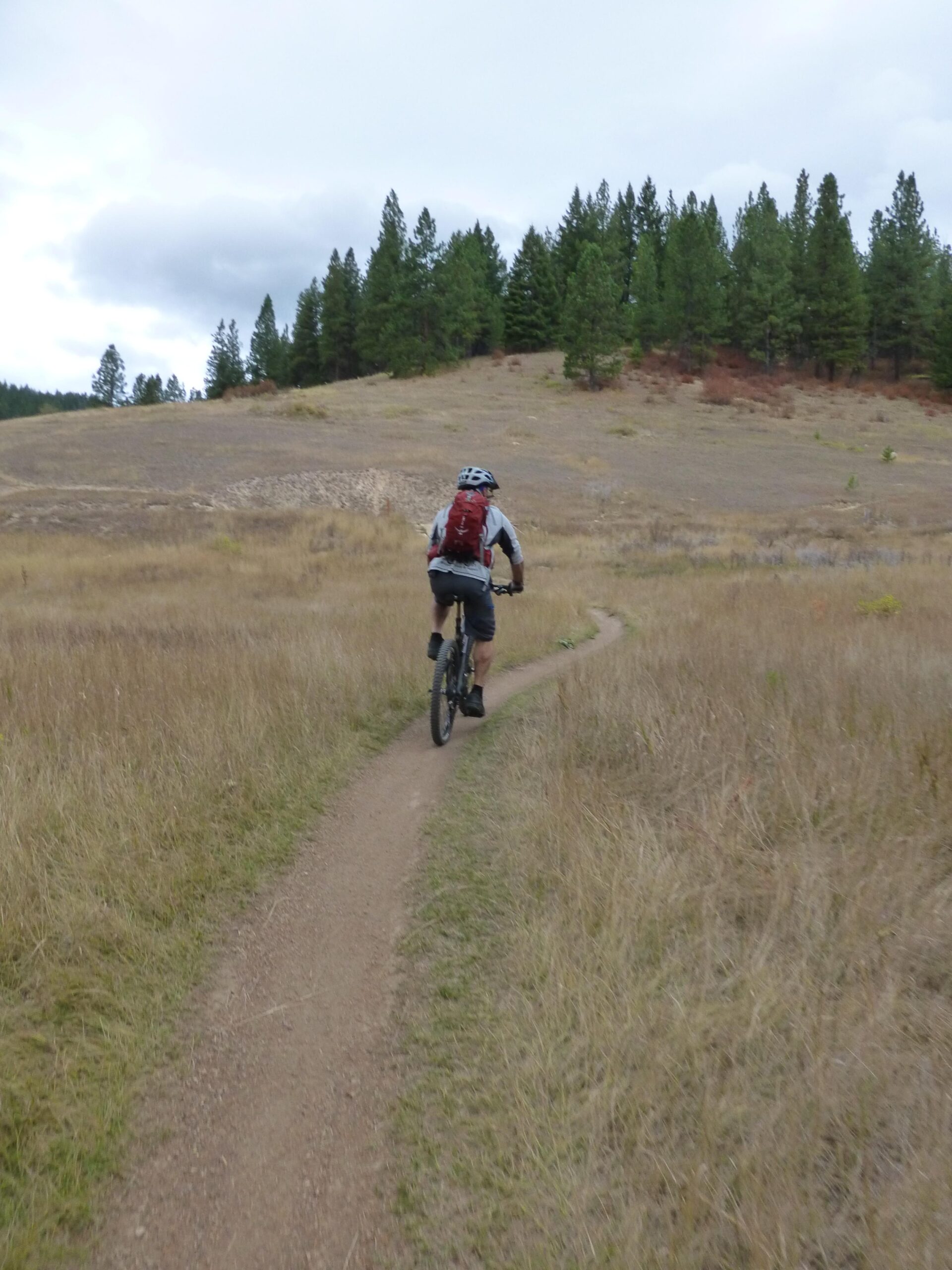 A cyclist riding on a dirt trail through a grassy field, surrounded by pine trees in the background under a cloudy sky. Rattlesnake mountain bike trail.