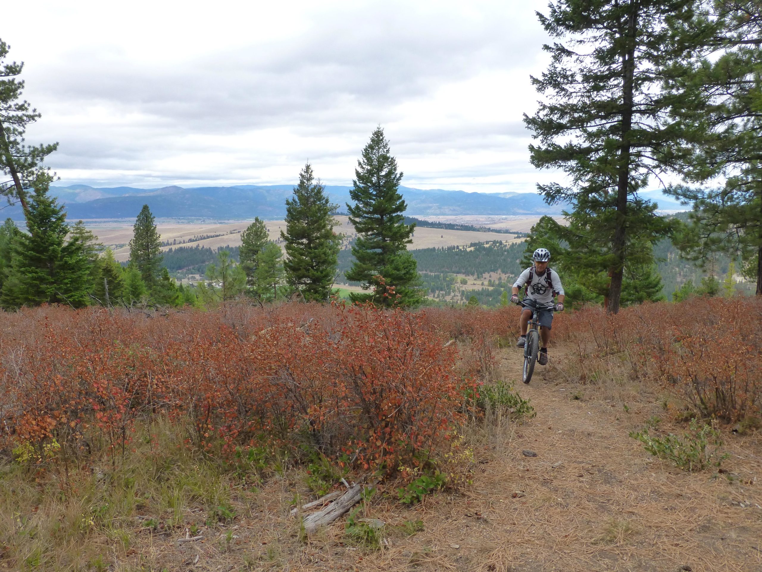 A mountain biker rides along a narrow dirt trail surrounded by tall pine trees and patches of reddish-brown foliage, with a mountainous landscape and cloudy sky in the background. Rattlesnake mountain bike trail.