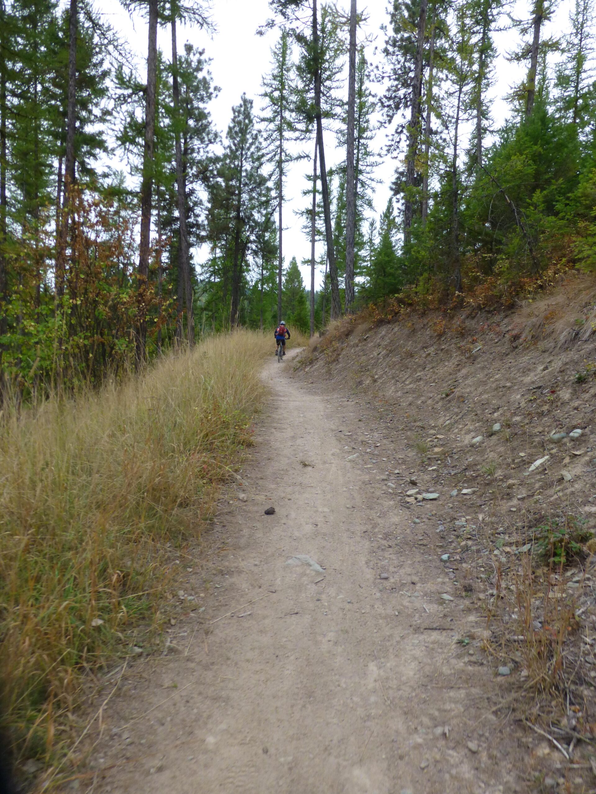 A mountain biker rides along a narrow dirt trail surrounded by tall trees and grasses in a forested area. The path is lined with rocks and the sky is overcast, suggesting a serene outdoor environment. Herron Park/foys To Blacktail Trail mountain bike trail.