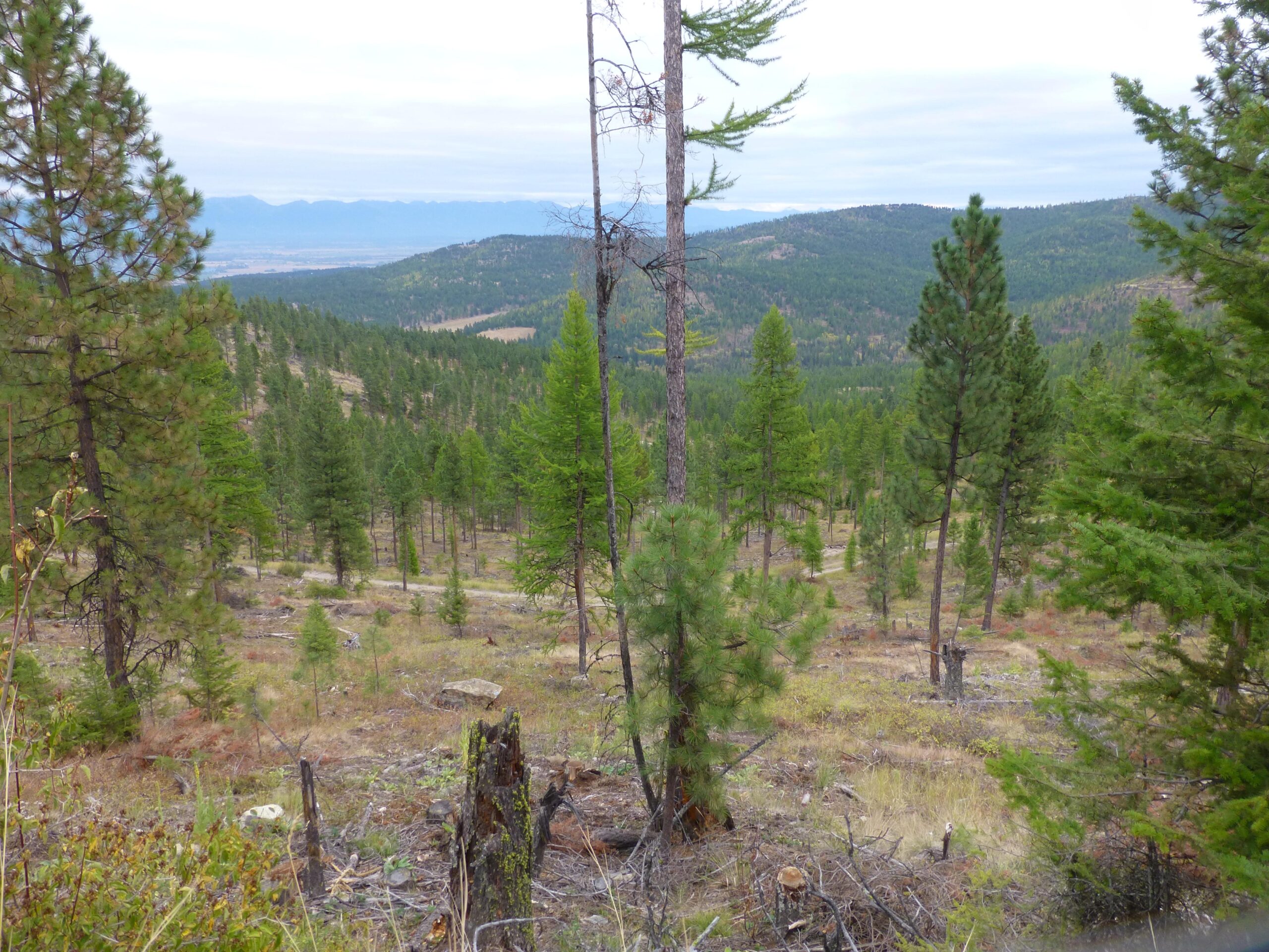 A scenic view of a forested landscape, featuring a variety of pine trees, rolling hills, and distant mountains under a cloudy sky. The foreground displays a mix of healthy trees and some fallen logs, while the background shows a valley and more mountainous terrain. Herron Park/foys To Blacktail Trail mountain bike trail.
