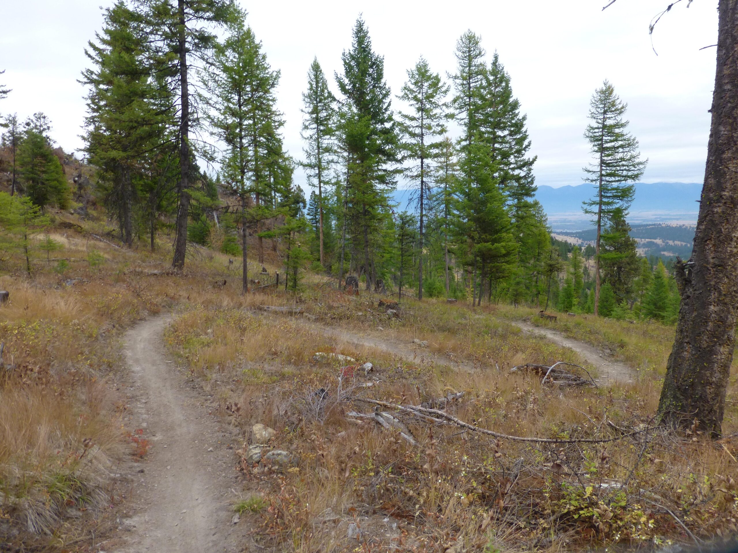 A winding dirt trail meanders through a shaded forest of tall evergreen trees, bordered by patches of dry grass and scattered rocks. The landscape features rolling hills in the background under a cloudy sky, providing a peaceful, natural setting. Herron Park/foys To Blacktail Trail mountain bike trail.