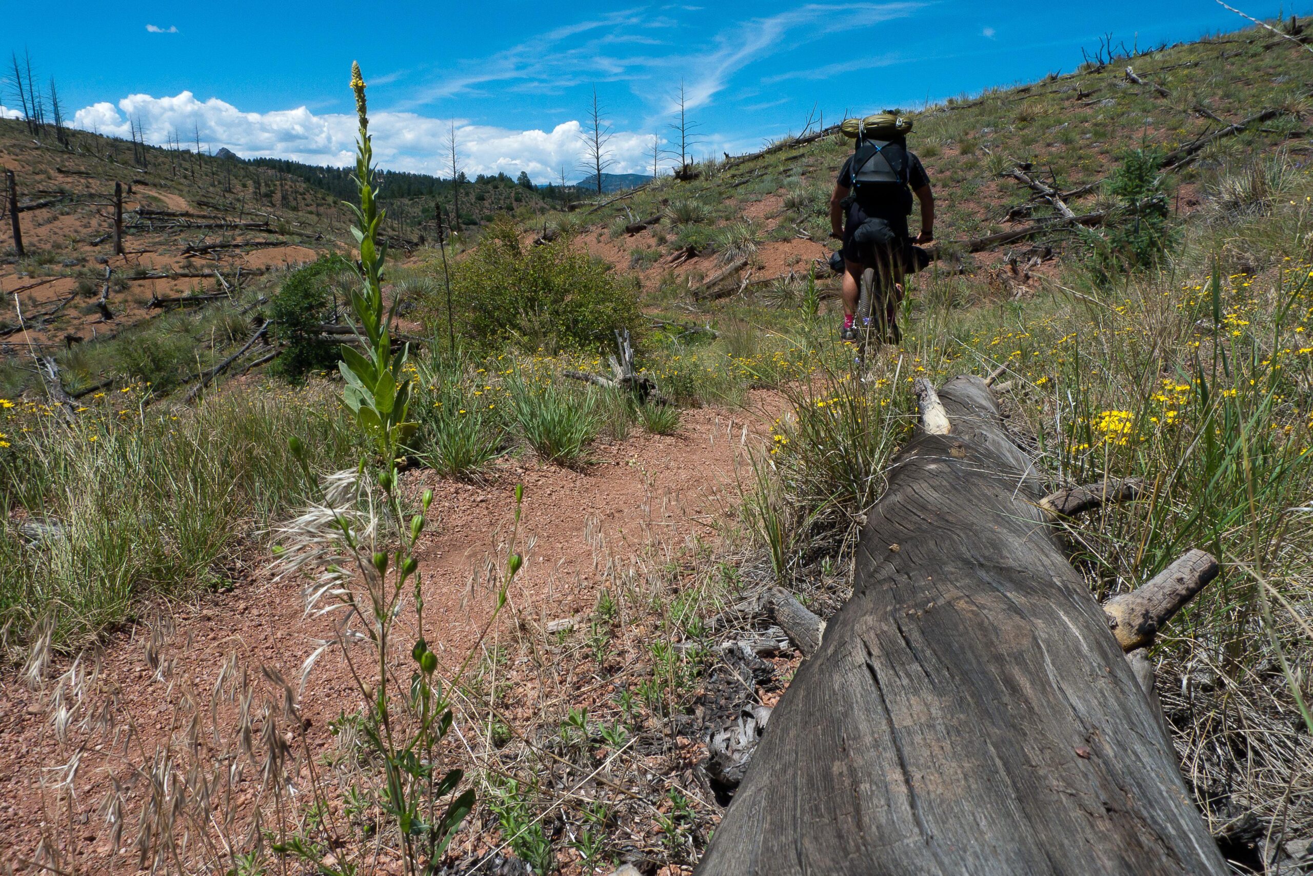 A hiker with a backpack walks along a dirt trail surrounded by green grass and wildflowers. In the foreground, a fallen log lies across the path, while burnt trees can be seen in the distance under a blue sky with scattered clouds. Colorado Trail mountain bike trail.