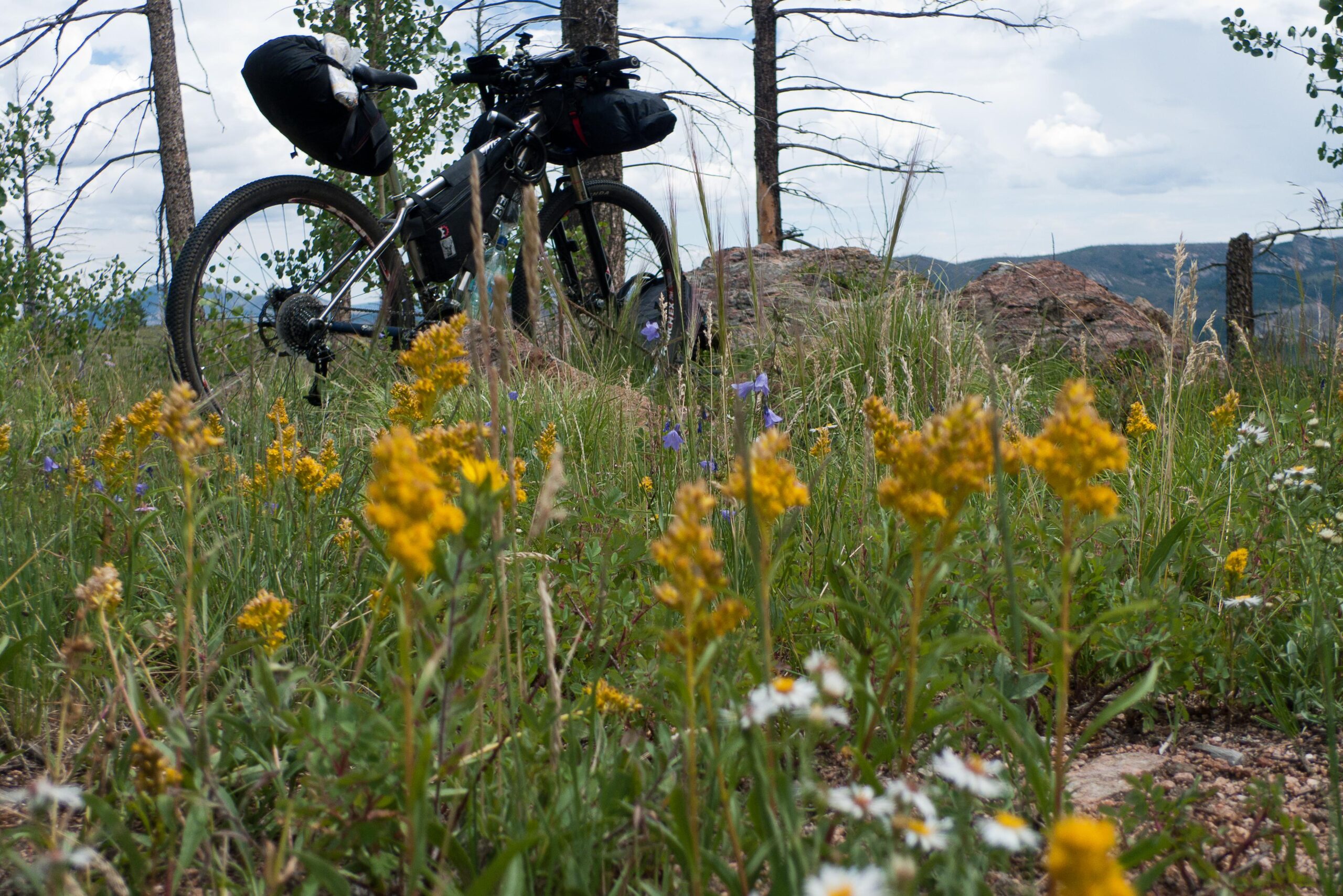 A mountain bike parked near a patch of wildflowers in a grassy meadow, surrounded by trees against a cloudy sky. Colorado Trail mountain bike trail.