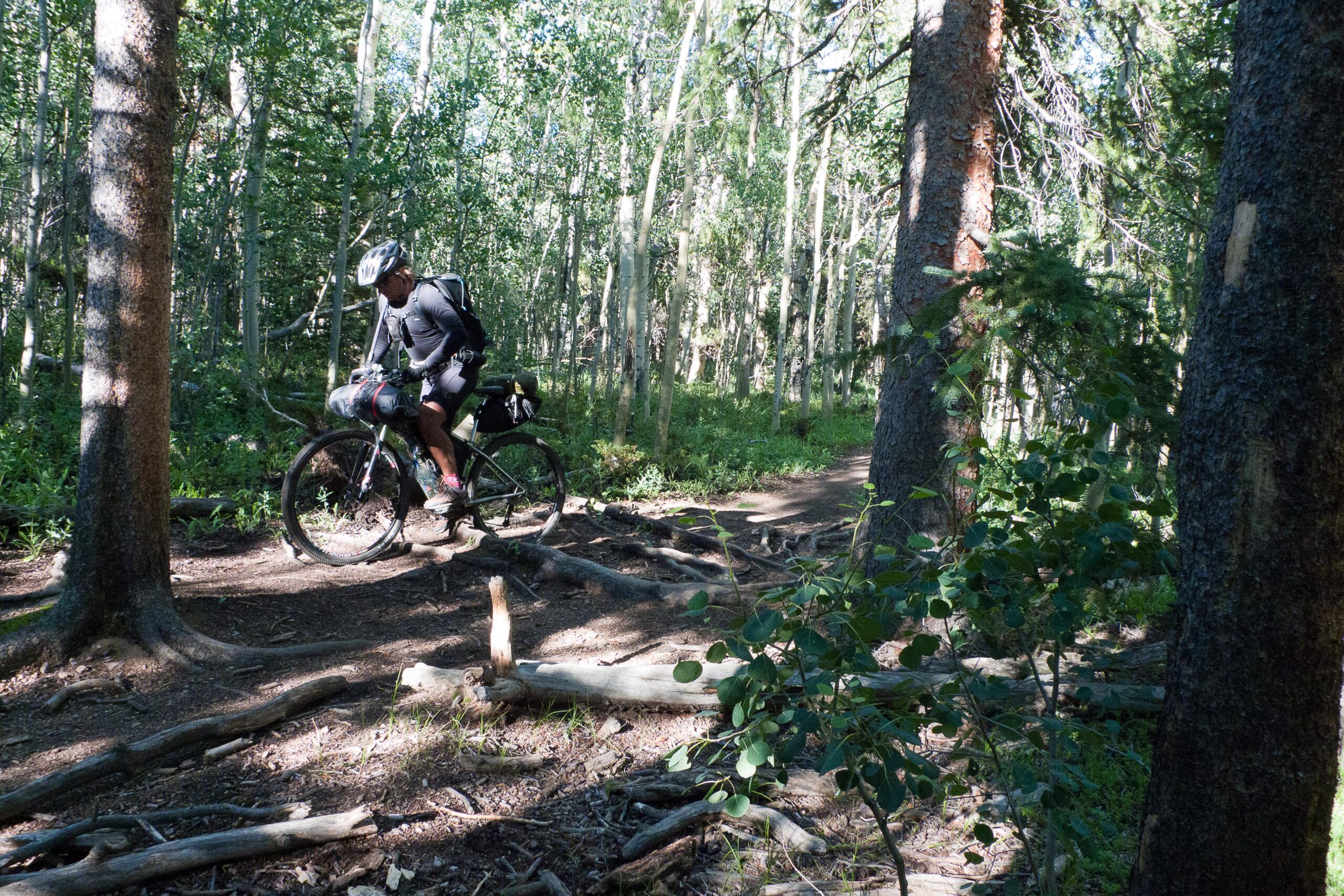 A cyclist navigating a narrow dirt trail through a dense forest, surrounded by tall trees and greenery. The rider is wearing a helmet and biking gear, with a loaded bike equipped for an outdoor adventure. Sunlight filters through the leaves, creating a dappled effect on the ground. Colorado Trail mountain bike trail.