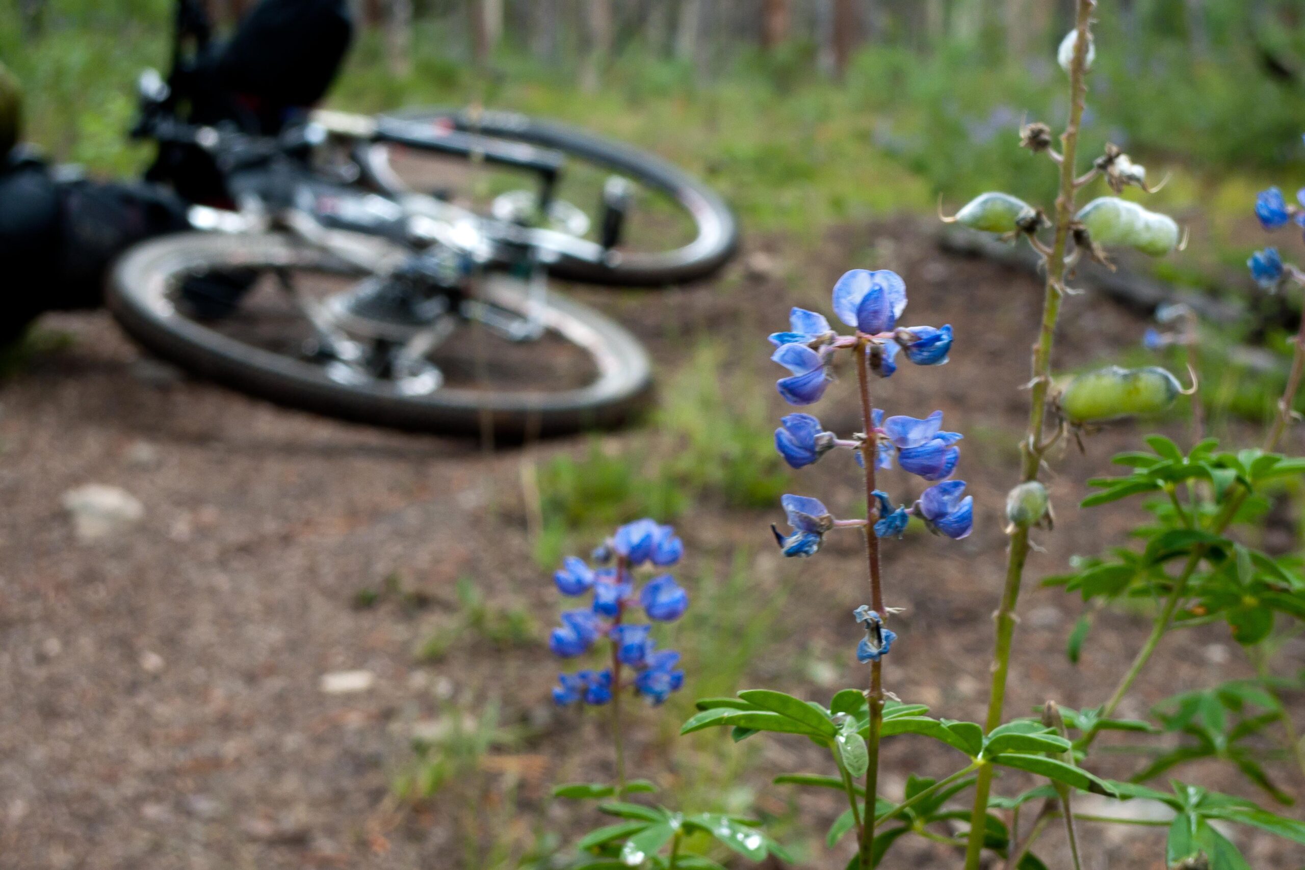 A close-up of blue wildflowers in a natural setting, with a blurred mountain bike lying on the ground in the background. The scene is surrounded by greenery, indicating a mountain biking trail. Colorado Trail mountain bike trail.