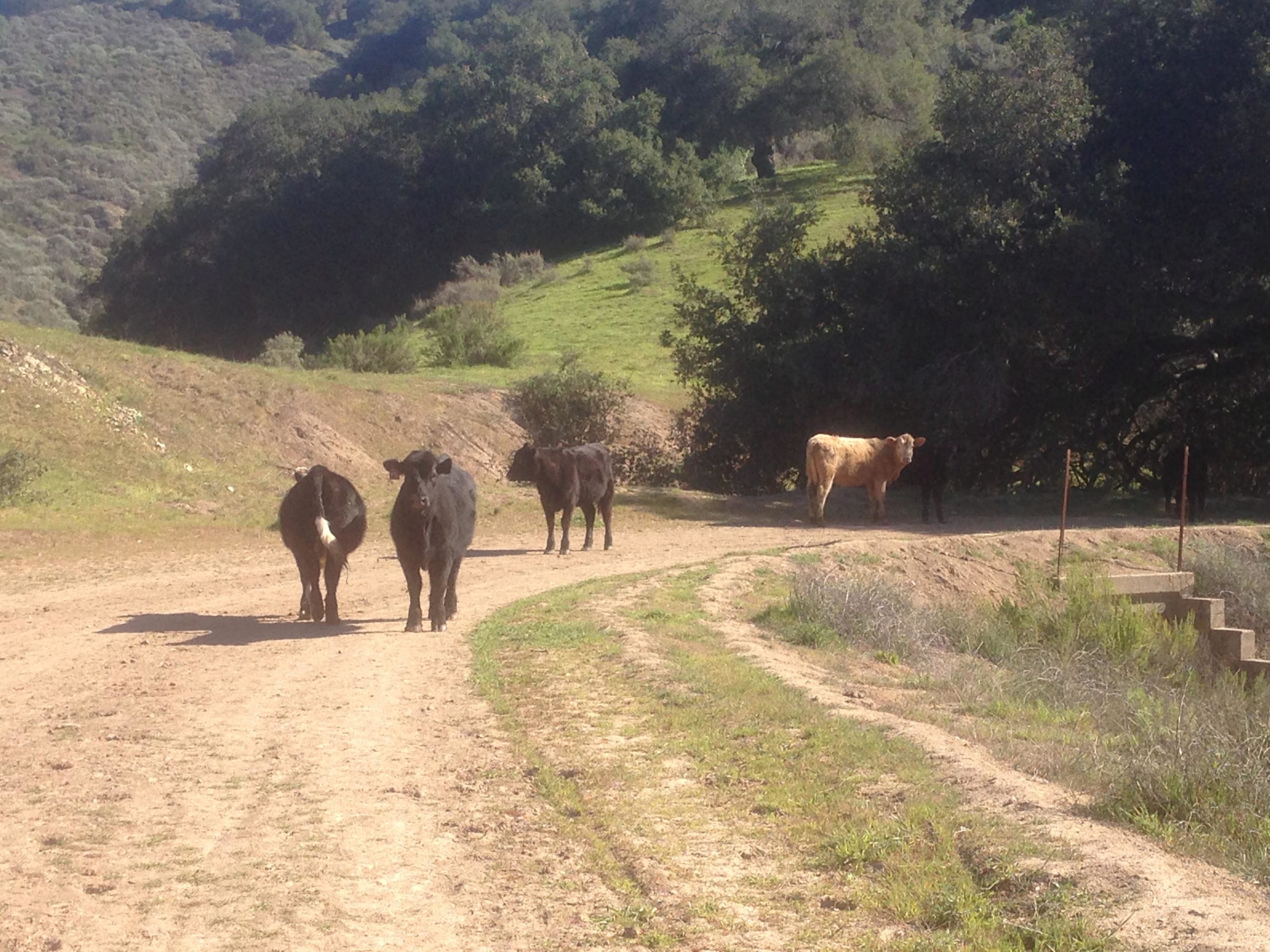 A group of cows, including two black cows and one brown cow, are walking along a dirt path in a green, hilly landscape. Trees and shrubs are visible in the background, under a clear blue sky. Sulphur Mountain mountain bike trail.