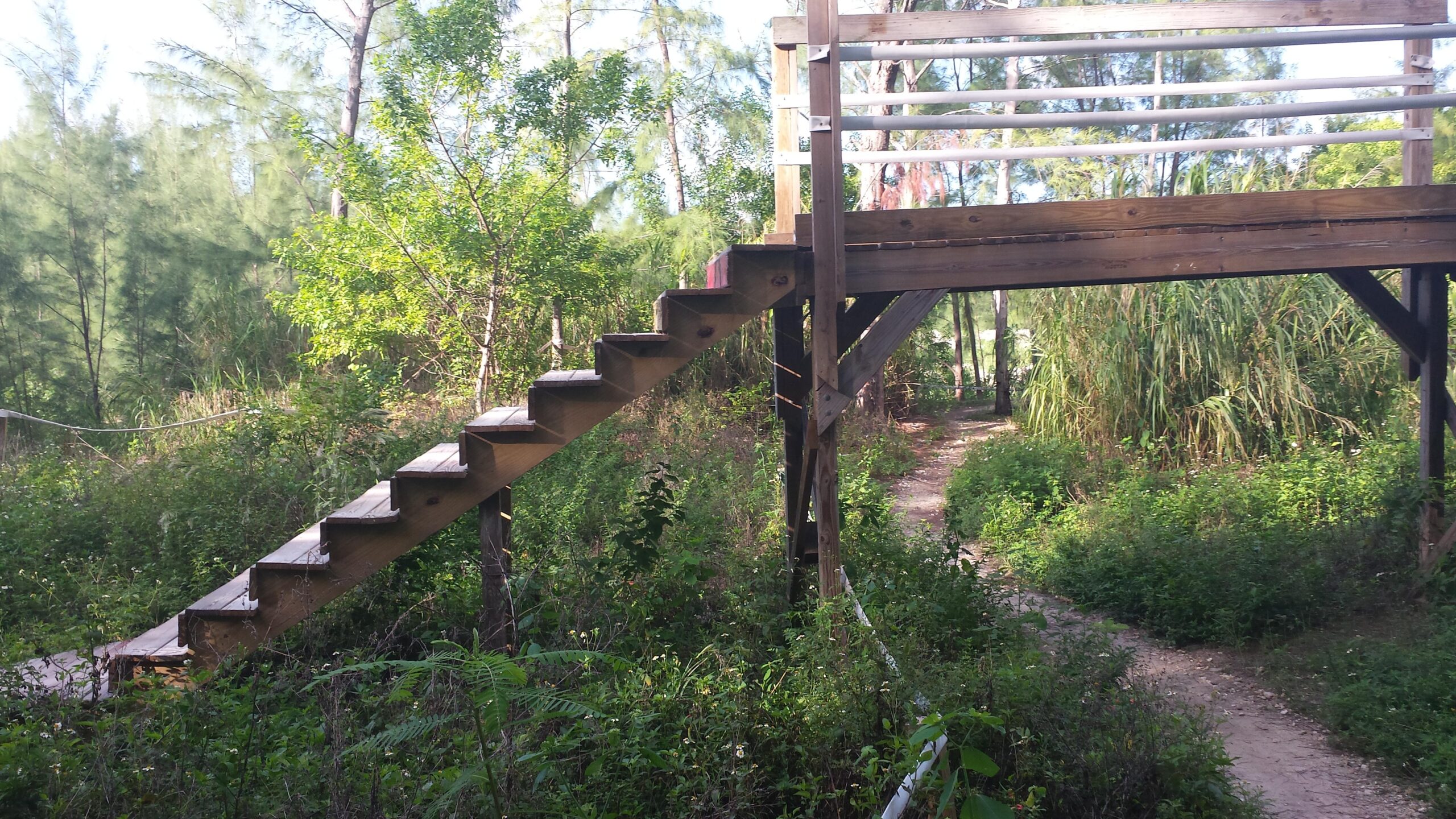 A wooden staircase leading up to a small elevated platform in a lush, green forest setting. The stairs are surrounded by dense foliage and trees, with a clear path winding through the vegetation in the background. Virginia Key North Point mountain bike trail.