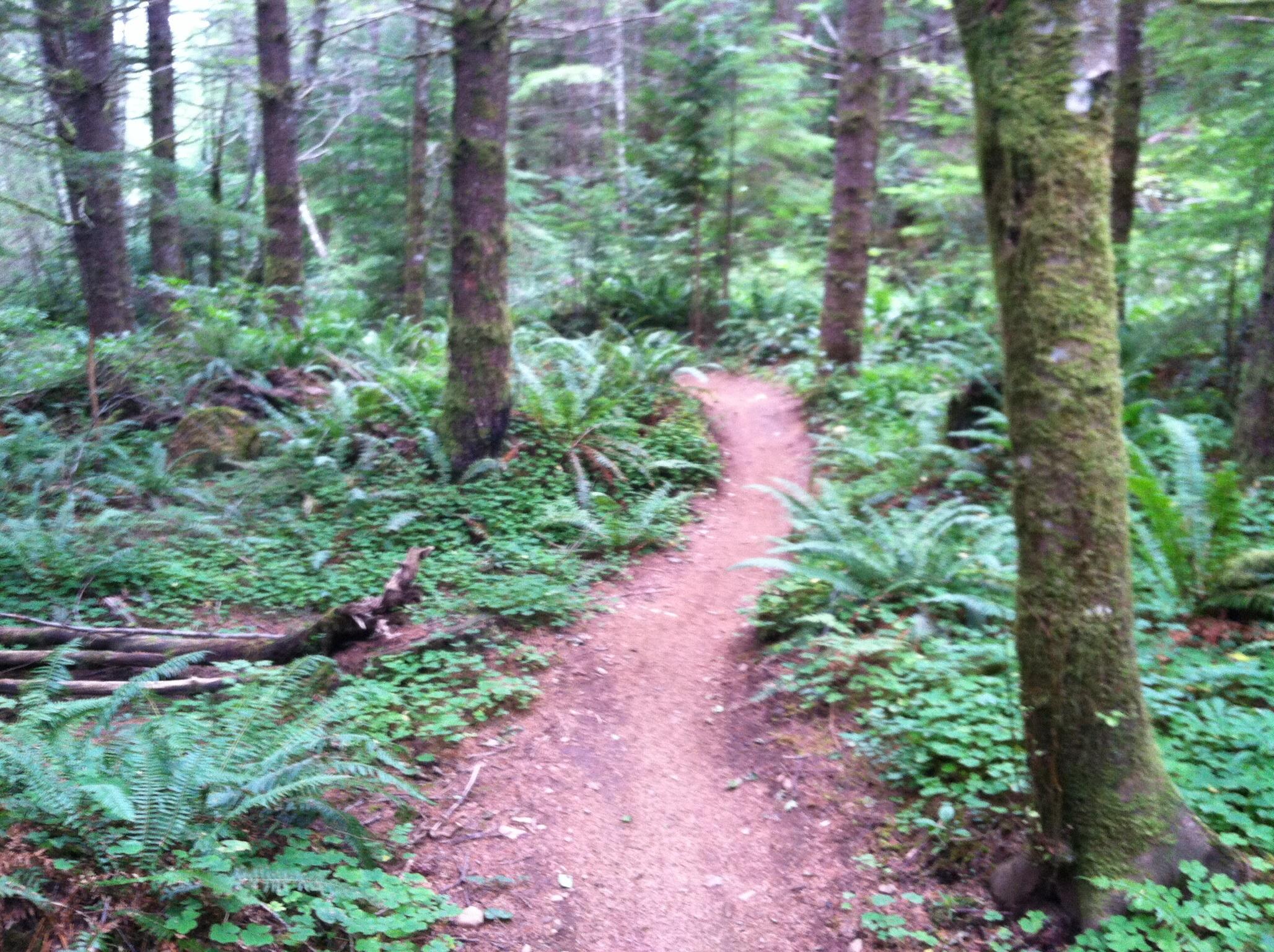 A winding dirt path through a lush, green forest, surrounded by tall trees and ferns. The trail is partially obscured by undergrowth, inviting exploration into the serene natural landscape. Sandy Ridge mountain bike trail.