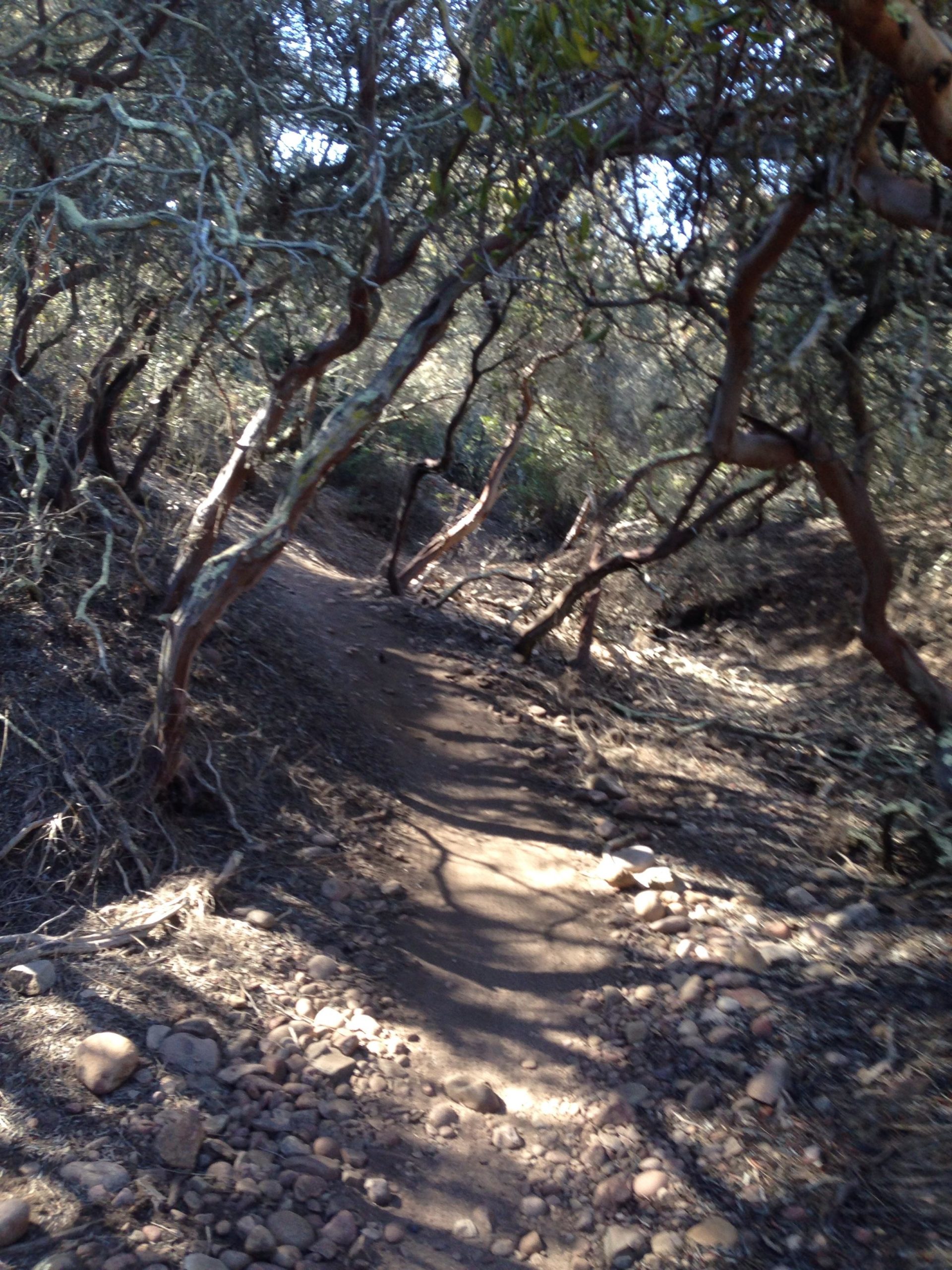 A meandering dirt path through a forested area, lined with twisting branches and trees, creating a natural archway. Sunlight filters through the foliage, casting soft shadows on the rocky ground. Los Penasquitos Canyon Preserve mountain bike trail.