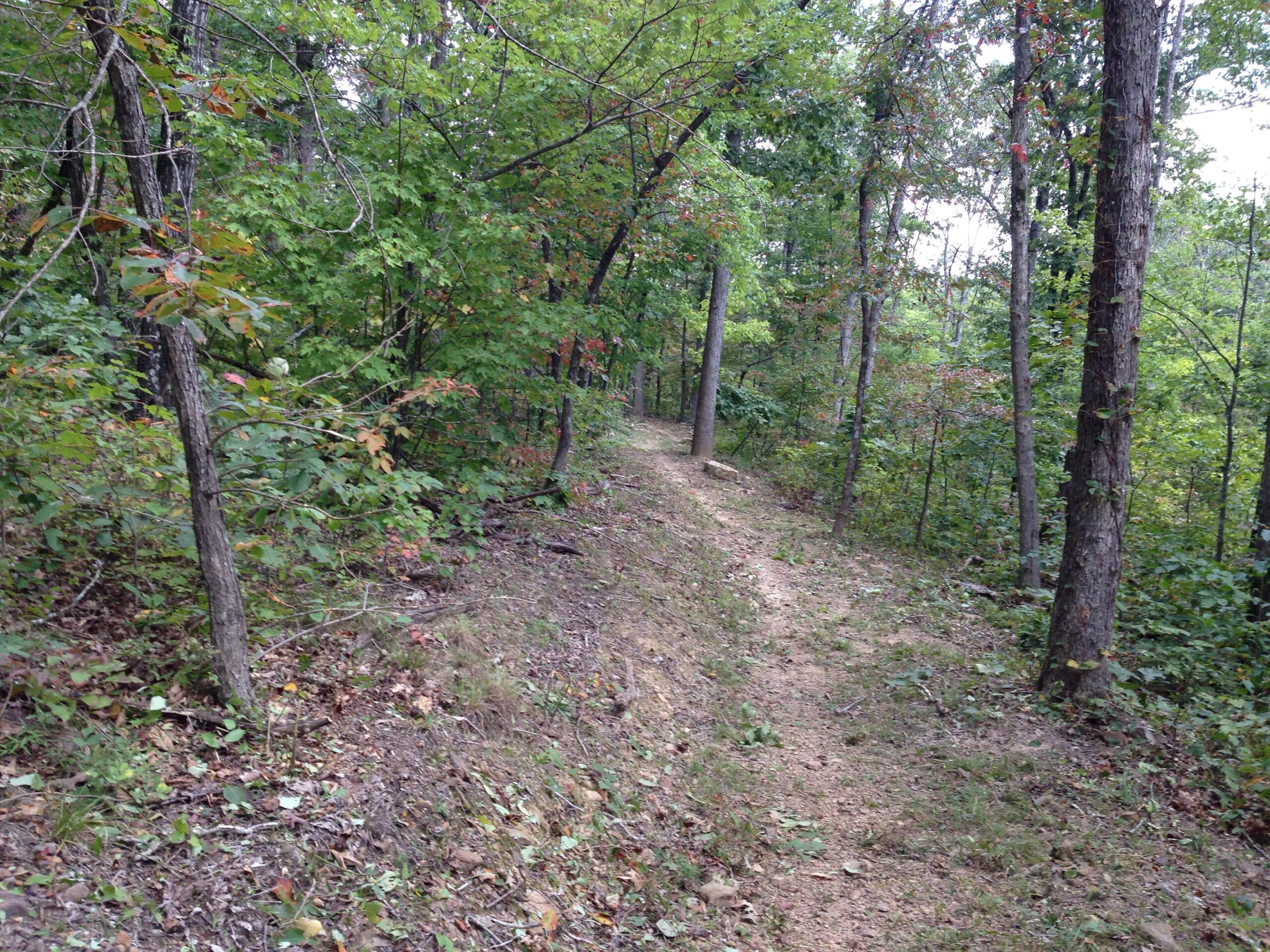 A winding dirt trail surrounded by lush green trees and foliage in a wooded area. Small patches of sunlight filter through the leaves, illuminating the path. Upper Buffalo Headwaters Trail System mountain bike trail.