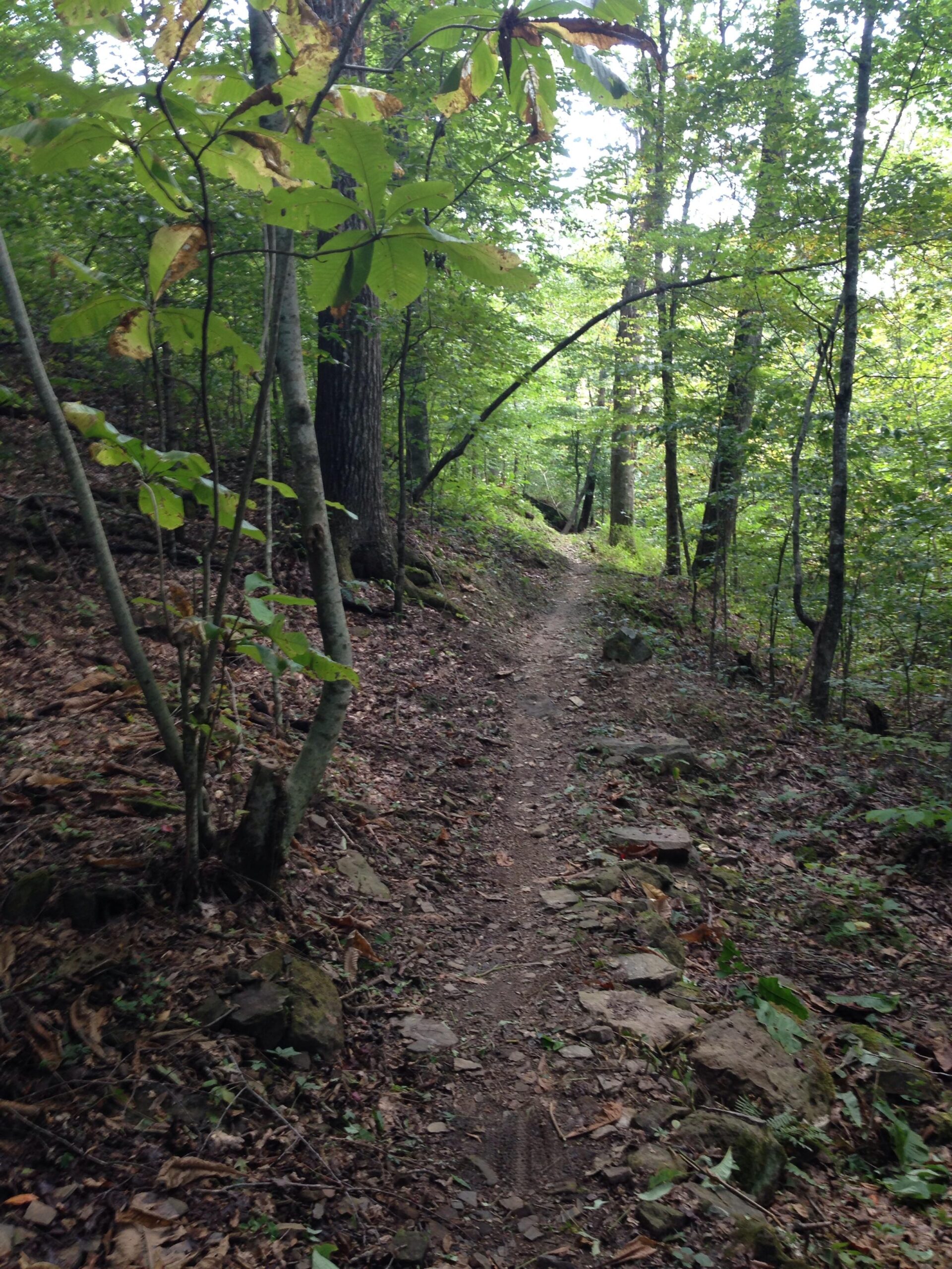 A winding dirt trail surrounded by lush greenery and varied foliage, leading through a forested area. Sunlight filters through the trees, highlighting the earthy path and scattered rocks along the sides. Upper Buffalo Headwaters Trail System mountain bike trail.