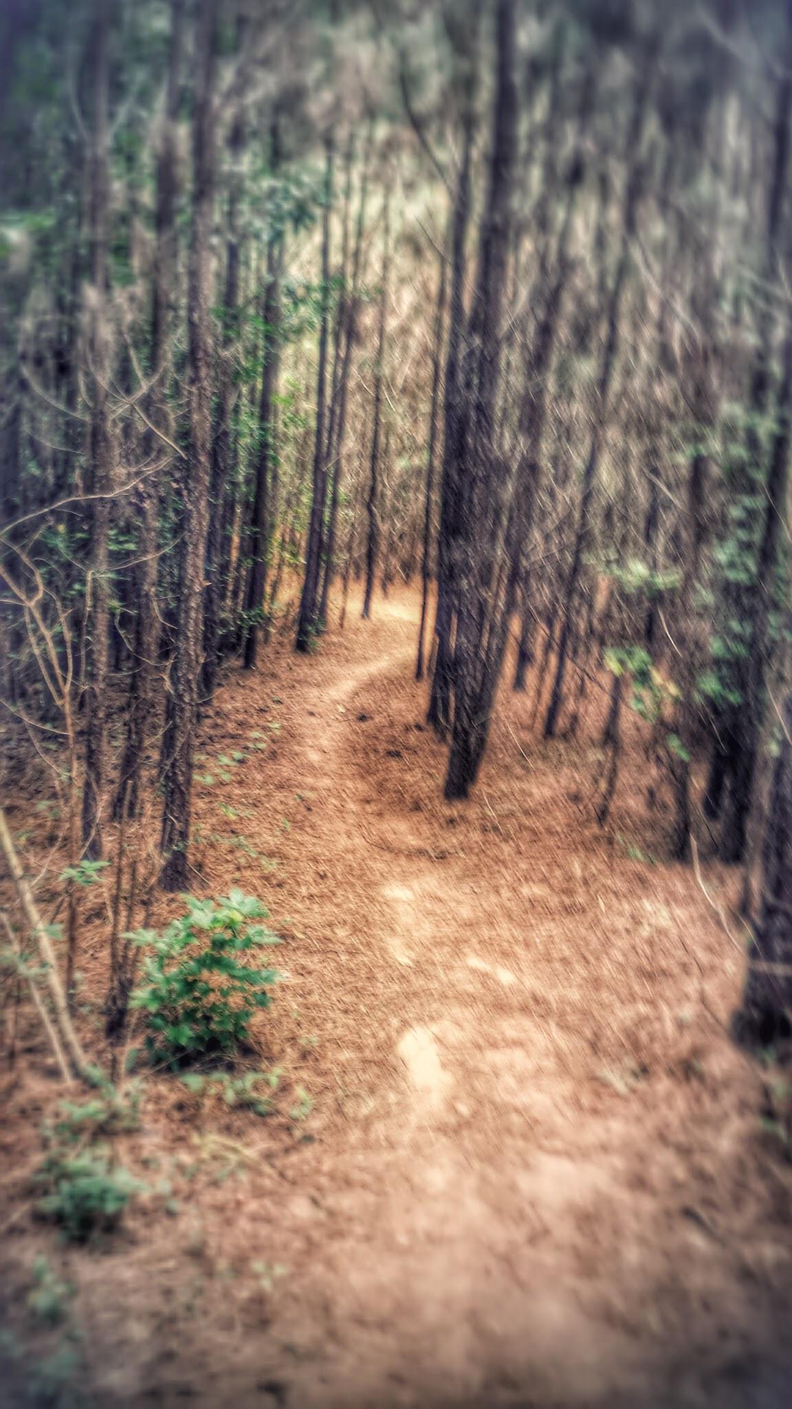 A winding dirt path surrounded by tall, slender trees in a forest. The ground is covered with fallen pine needles, and some greenery peeks through the underbrush. The image has a soft, blurred quality, creating an ethereal atmosphere. Trail Creek Park mountain bike trail.
