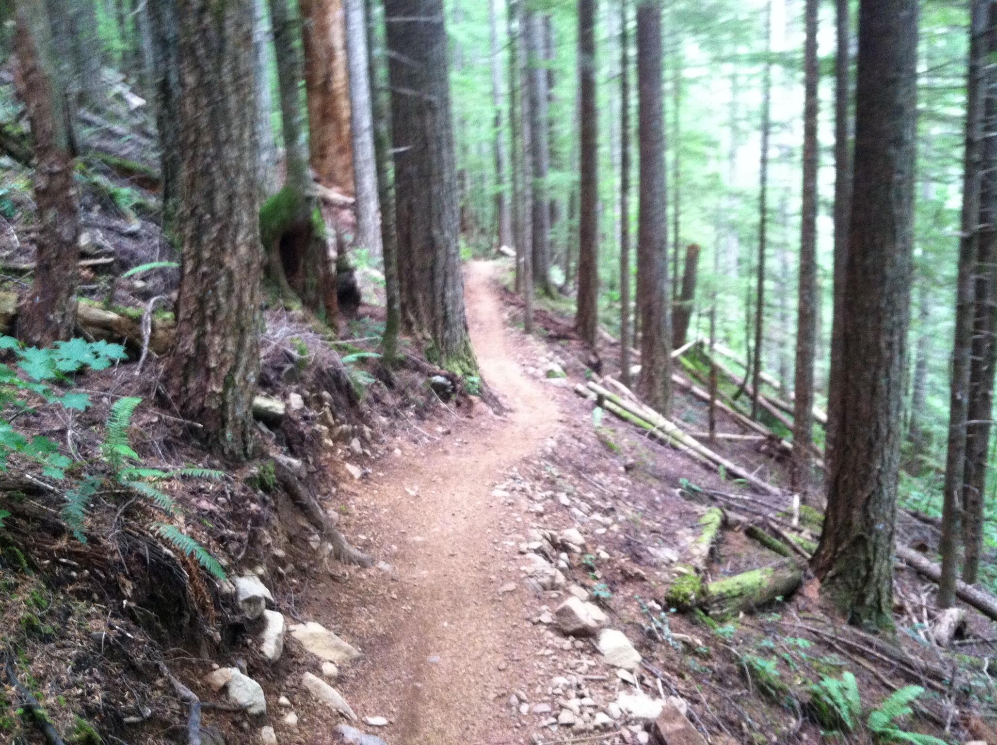 A narrow winding dirt path meanders through a dense forest of tall trees, with ferns and rocks lining the trail. The scene is lush and green, suggesting a peaceful natural environment. Sandy Ridge mountain bike trail.