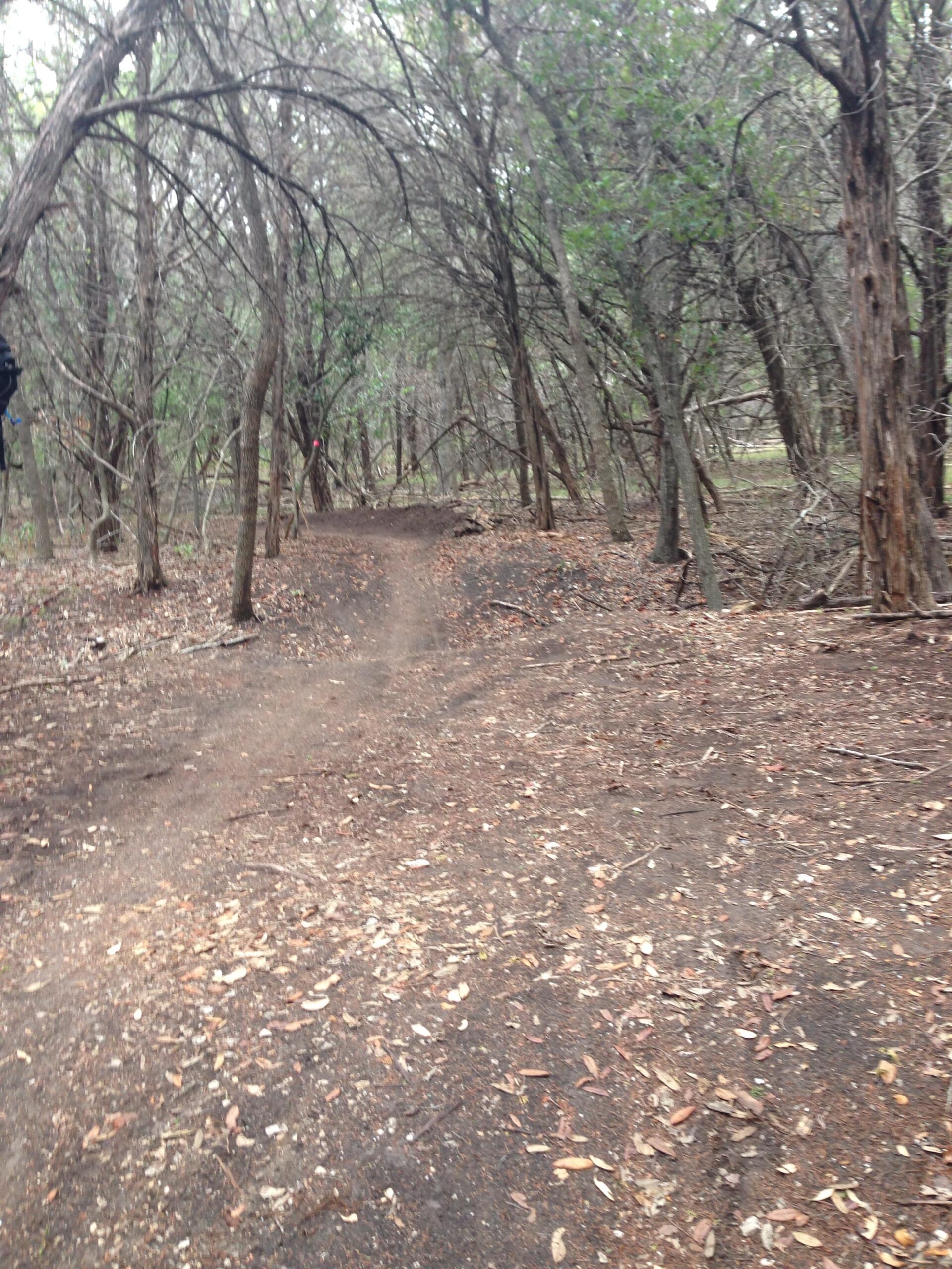A wooded trail surrounded by tall trees with sparse leaves on the ground. The path is dirt and winding, leading deeper into the forest. Light filters through the tree branches, creating a calm, tranquil atmosphere. Dana Peak mountain bike trail.