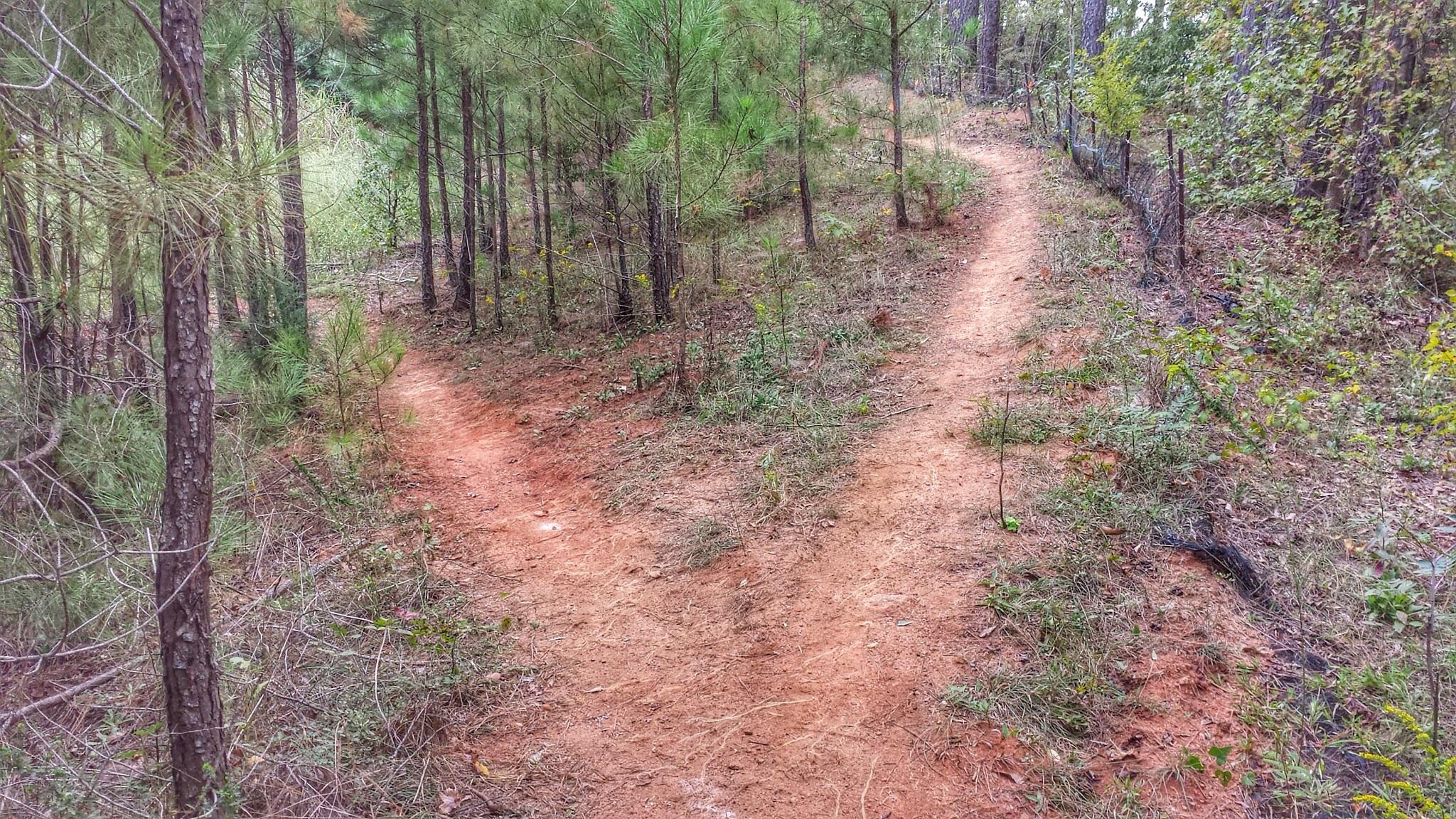 A dirt path divides into two trails, surrounded by tall trees and greenery. The left path is partially obscured by underbrush, while the right path is more visible and well-trodden. The scene is serene, showcasing a peaceful wooded area. Trail Creek Park mountain bike trail.