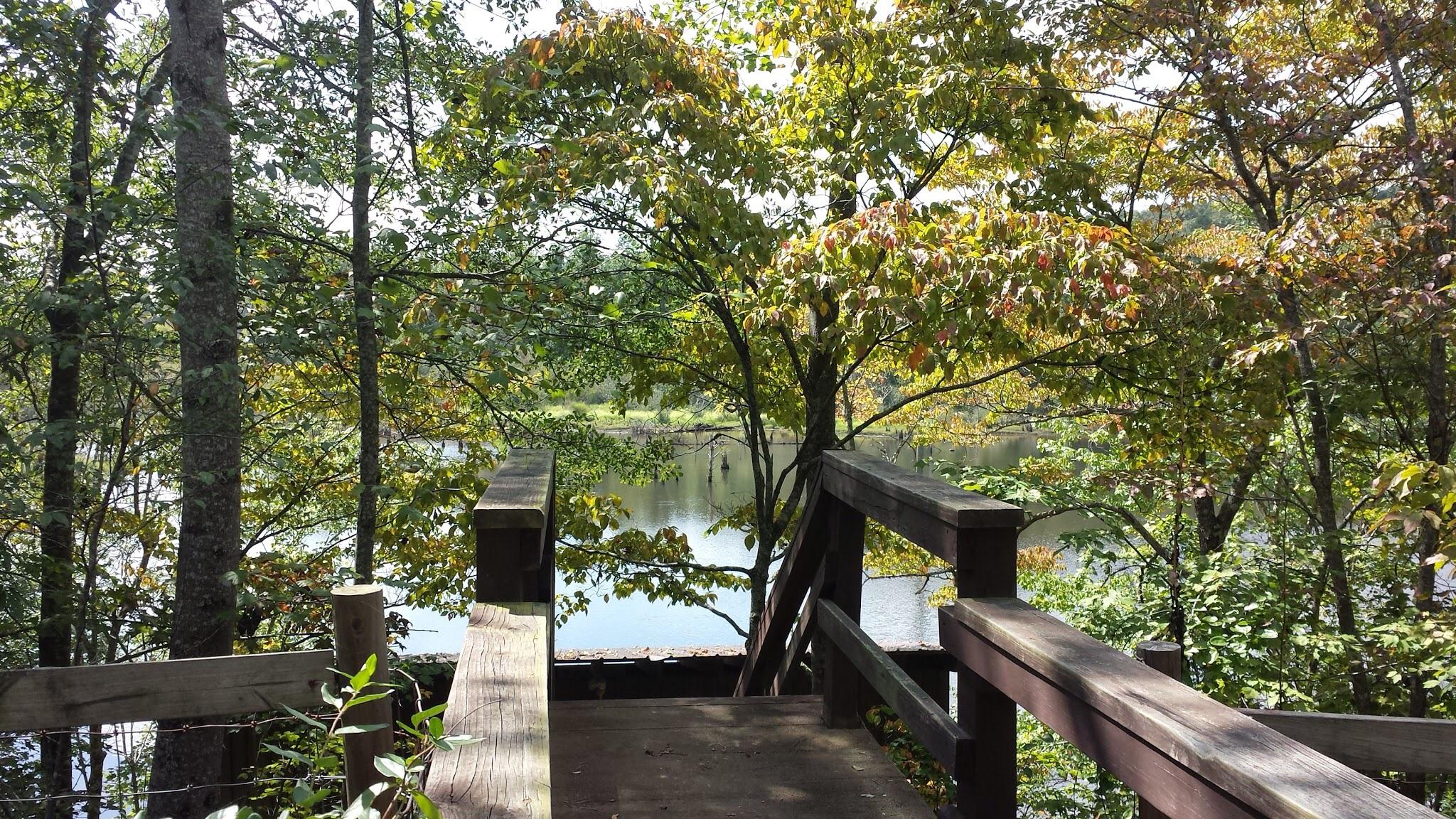 A wooden pathway leading down to a serene lake, surrounded by lush green trees with hints of autumn foliage. The sunlight filters through the leaves, creating a peaceful and inviting scene. Dawson Forest mountain bike trail.