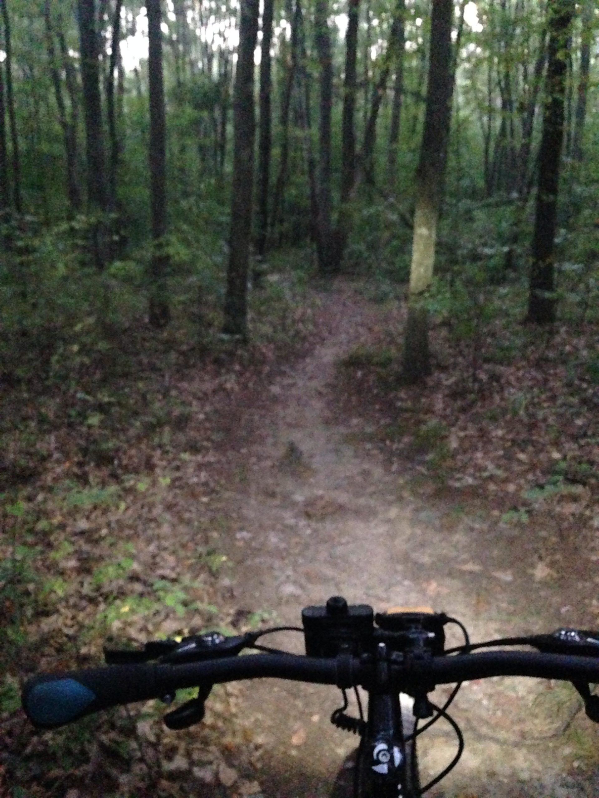 An image taken from the perspective of a mountain biker, showing the handlebars of a bike and a faintly illuminated dirt path winding through a dense forest. The scene is set during twilight, with tall trees lining both sides of the trail and fallen leaves covering the ground. Moon Lake Park mountain bike trail.