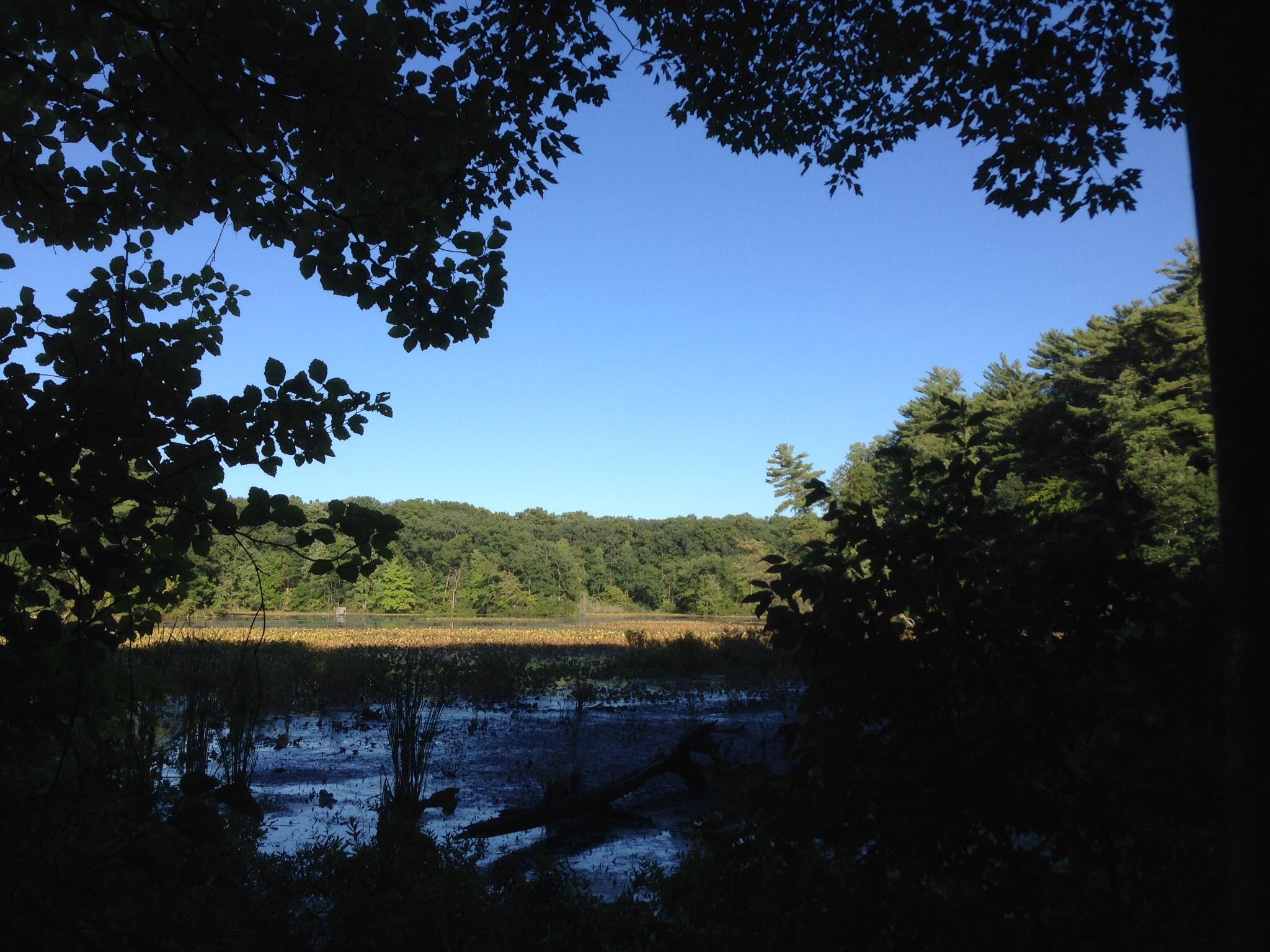 A tranquil view of a wetland area framed by overhanging tree branches, showcasing a clear blue sky above and lush greenery in the background. The water reflects the landscape, with patches of vegetation and fallen logs visible in the foreground. Allegan State Game Area mountain bike trail.