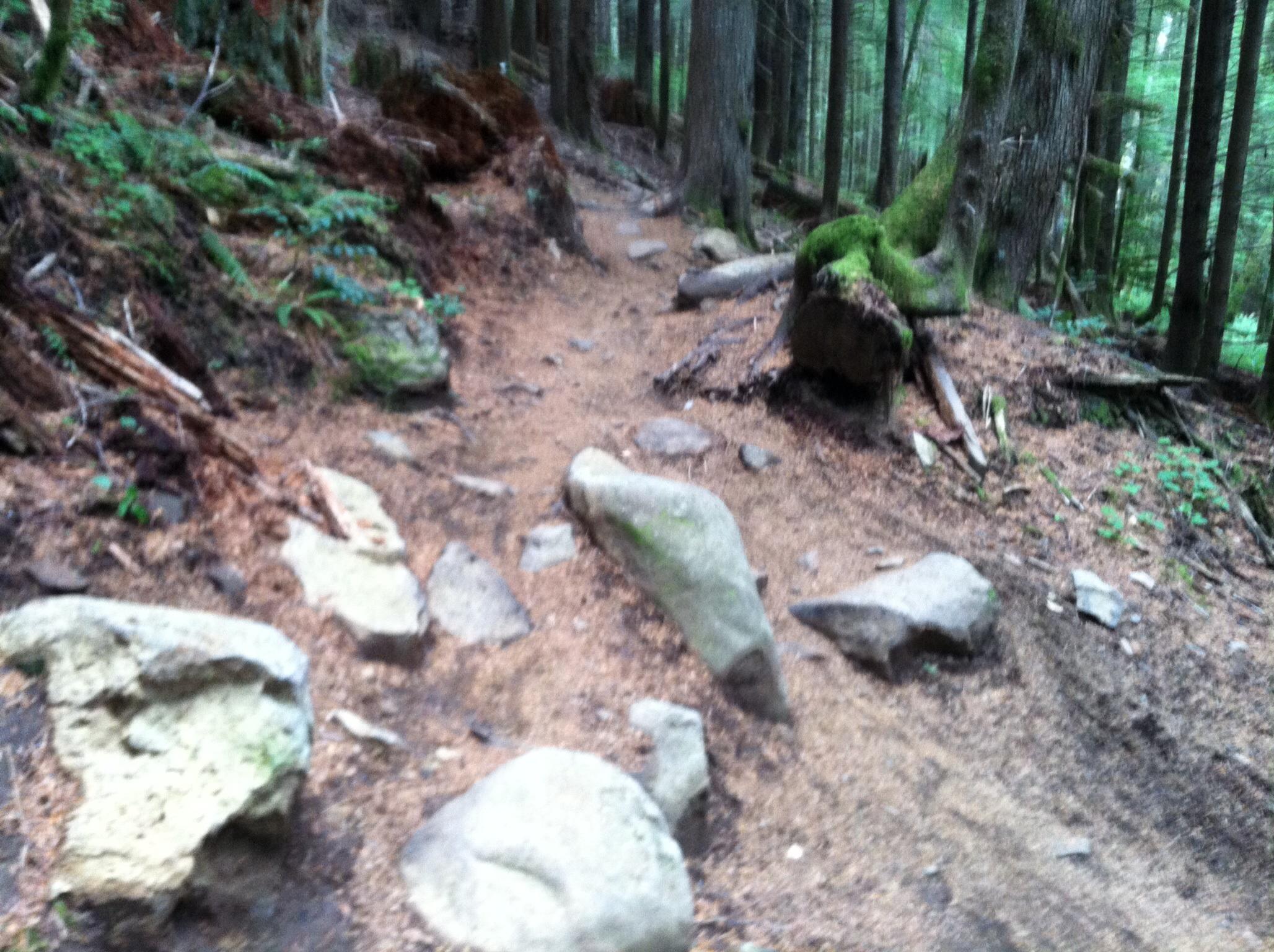 A forest trail winding through trees, with a rocky and uneven path covered in dirt and leaves. Sunlight filters through the foliage, illuminating the natural surroundings. Sandy Ridge mountain bike trail.