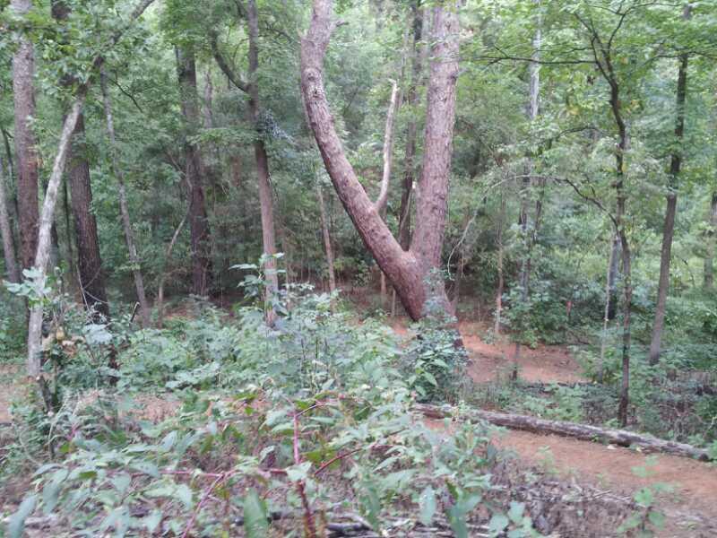 A dense forest scene featuring tall trees with lush green foliage, including a uniquely shaped tree with a pronounced bend. The underbrush consists of a variety of plants and shrubs, with a clear trail visible in the background. Tyler State Park mountain bike trail.