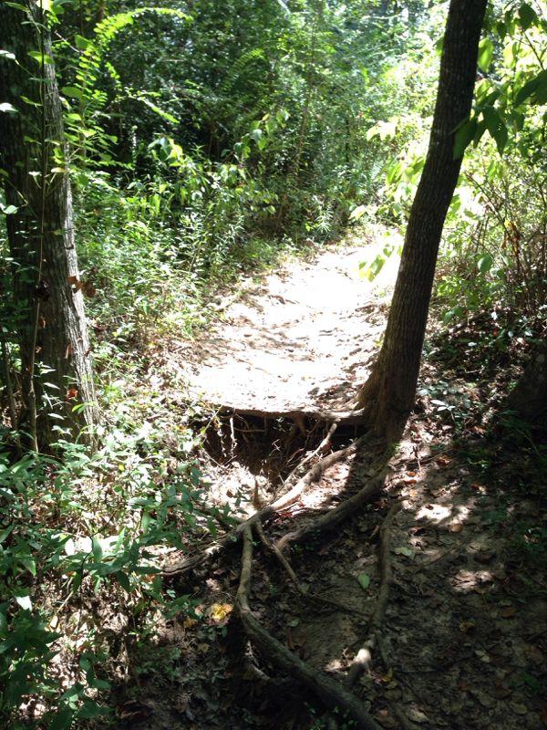 A narrow sandy path winding through a dense forest, surrounded by green foliage and tree trunks. Sunlight filters through the leaves, illuminating sections of the trail and highlighting the tangled roots and uneven terrain. Carl Barton Jr Park mountain bike trail.