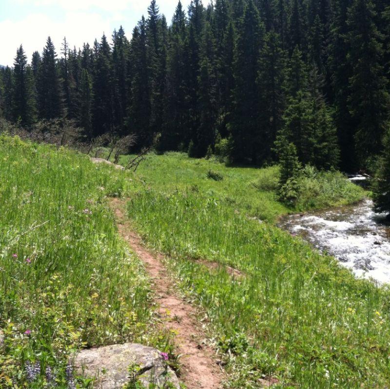 A scenic view of a grassy path winding through lush greenery, flanked by tall pine trees. A small stream gently flows on one side of the path, with vibrant wildflowers visible along the trail. The scene is set under a bright blue sky, suggesting a peaceful natural environment. South Cottonwood mountain bike trail.