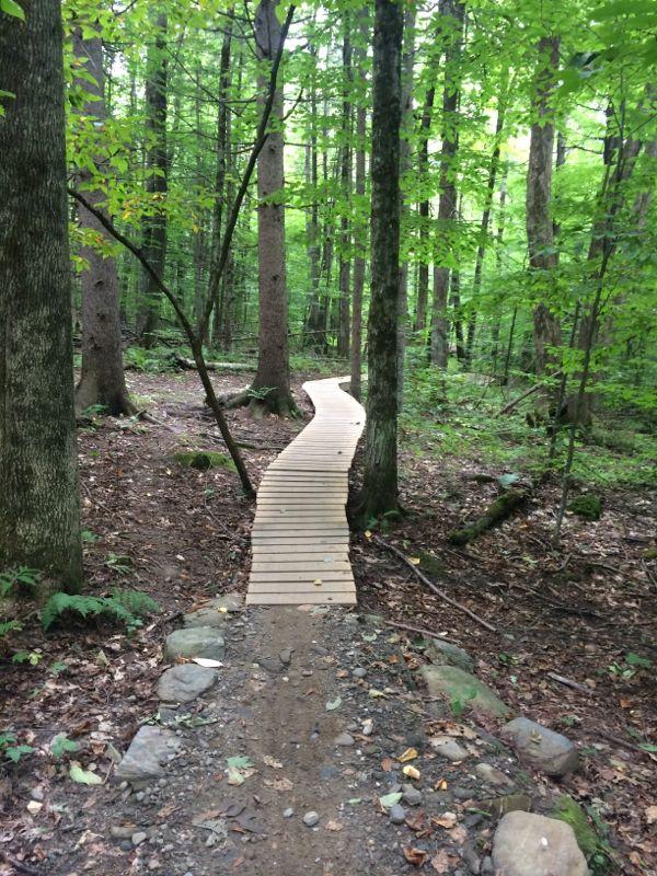 A winding wooden boardwalk path through a lush green forest, surrounded by tall trees and dappled sunlight filtering through the leaves. The path moves gently through the natural landscape, with patches of rocks and earth visible along the edges. Saxon Hill mountain bike trail.