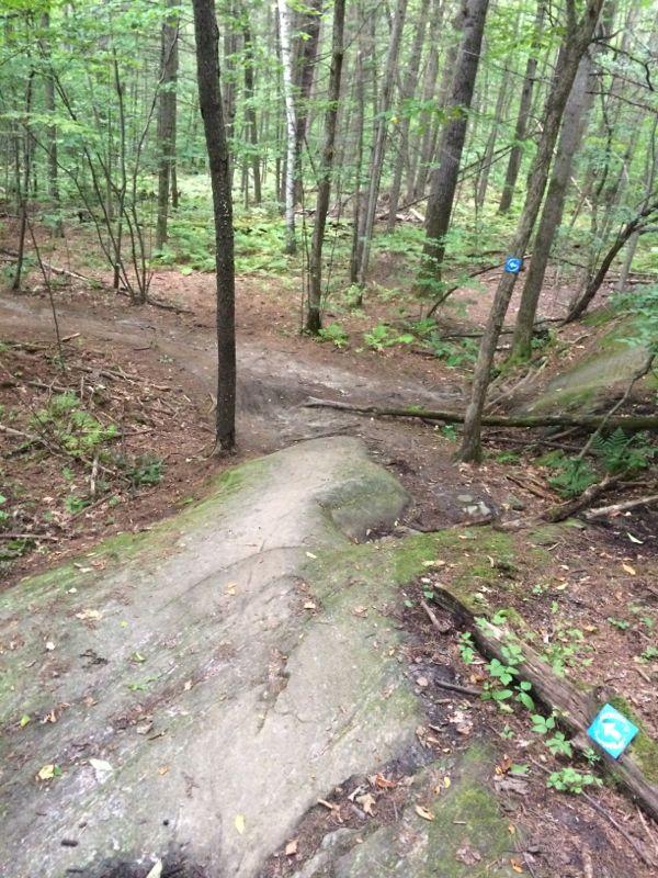 A rocky trail in a dense forest, showing a split in the path with a blue trail marker. The ground is covered with moss, fallen leaves, and small plants, surrounded by tall trees. Saxon Hill mountain bike trail.