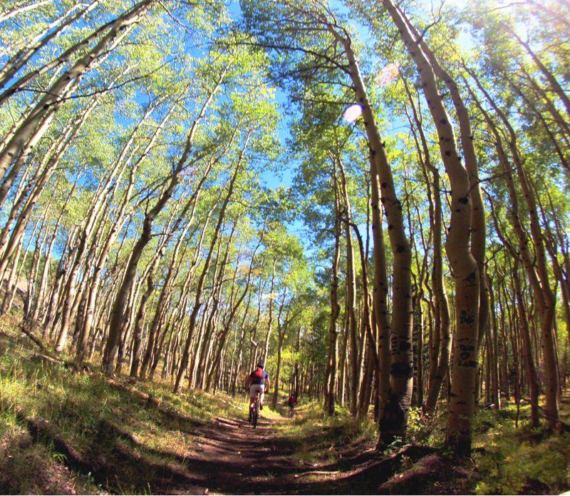 A narrow dirt path winds through a vibrant forest filled with tall aspen trees, their white bark contrasting against lush green leaves. The sky above is clear and blue, with sunlight filtering through the treetops. Two cyclists can be seen riding down the trail, surrounded by the tranquility of nature. Monarch Crest Trail mountain bike trail.