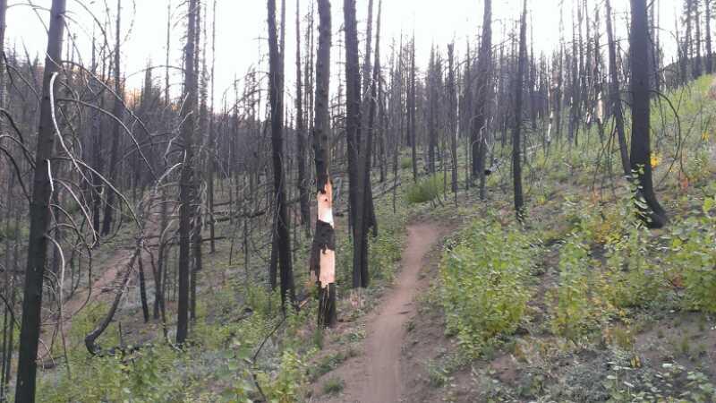 A winding dirt path leads through a forest that has been significantly impacted by wildfire. The landscape features blackened tree trunks with charred branches and patches of green vegetation starting to emerge, indicating signs of recovery. Imperial Gulch mountain bike trail.