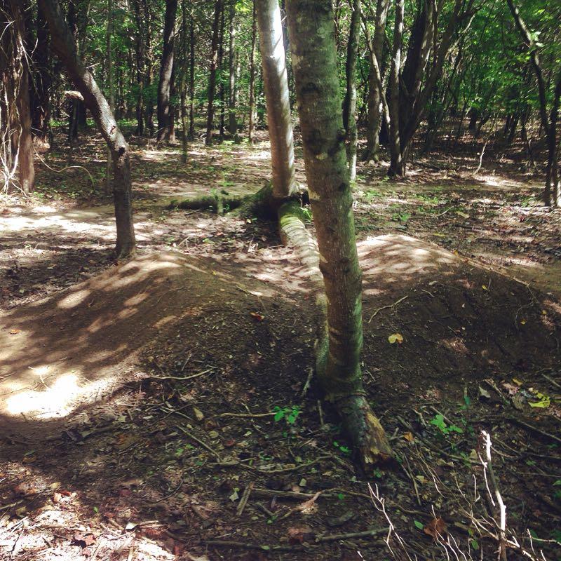 A dirt bike jump in a wooded area, featuring two small mounds of dirt surrounded by trees and foliage. The sunlight filters through the canopy, creating dappled shadows on the ground. North Ford Street Trails mountain bike trail.