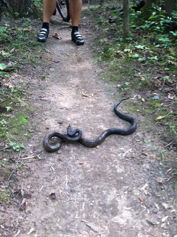 A black snake resting on a dirt trail in a wooded area, with a person's legs and a bicycle partially visible in the background. Kickapoo mountain bike trail.