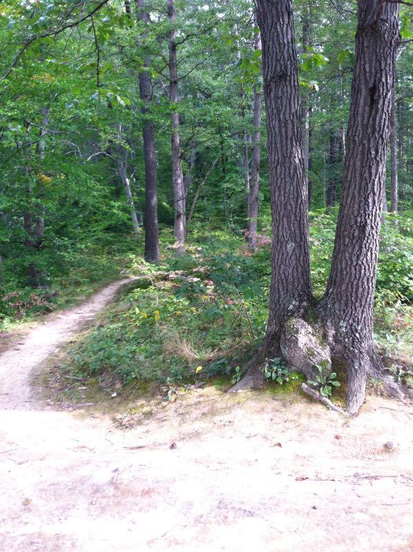 A scenic view of a forest path winding through greenery, flanked by two large trees with textured bark. The path leads into a lush background of trees and underbrush, creating a serene natural atmosphere. Kickapoo mountain bike trail.