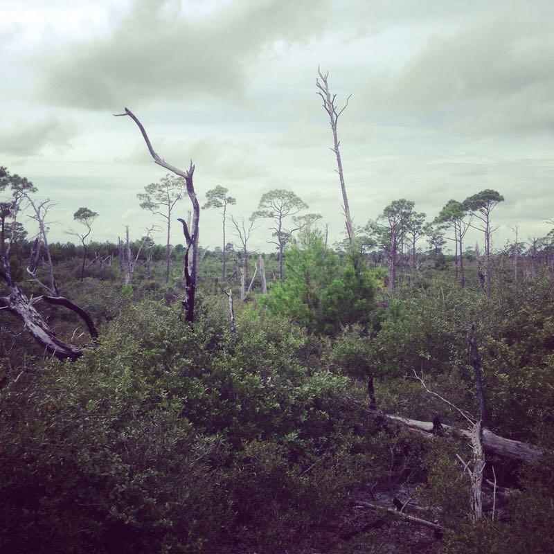 A landscape scene featuring a mix of green foliage and dead trees in a forest setting under a cloudy sky. The image shows a variety of tree heights, with tall, slender pine trees in the background and shorter, denser vegetation in the foreground. Jonathan Dickinson State Park mountain bike trail.
