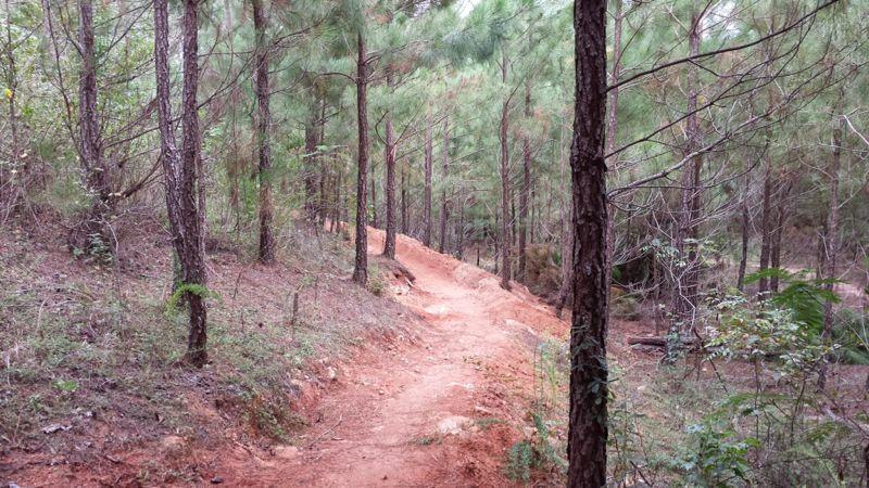 A winding dirt path through a pine forest, flanked by tall trees and lush greenery. The trail is surrounded by both soft earth and sparse vegetation, inviting exploration in a tranquil natural setting. Trail Creek Park mountain bike trail.