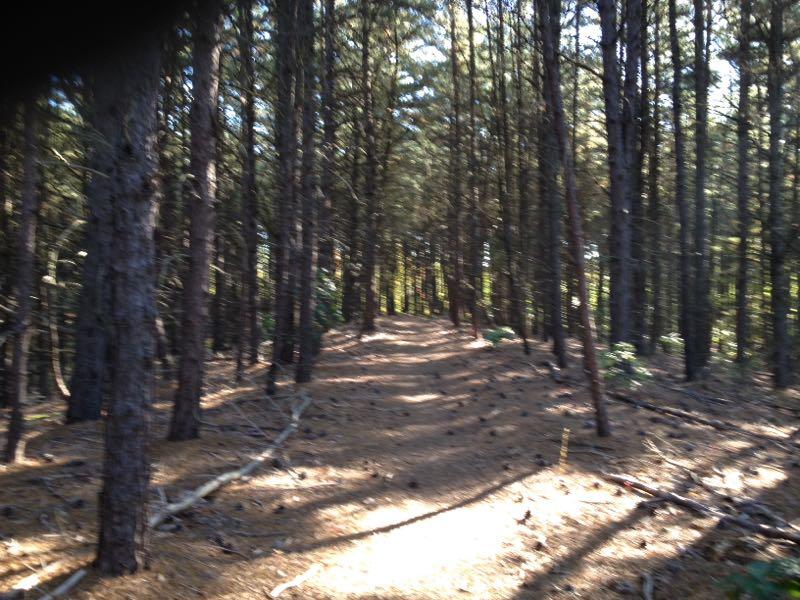 A winding dirt path through a dense forest of tall pine trees, with sunlight filtering through the branches and casting shadowy patterns on the ground covered in pine needles and twigs. Bavington mountain bike trail.