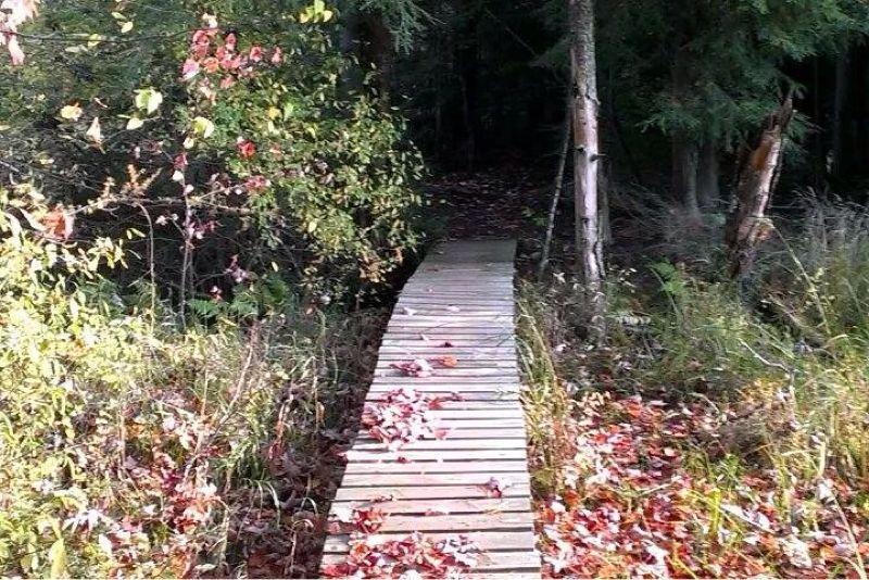 A wooden boardwalk leads into a wooded area, surrounded by green foliage and scattered autumn leaves. The path narrows as it extends deeper into the forest, creating a sense of tranquility and exploration. The Underdown mountain bike trail.