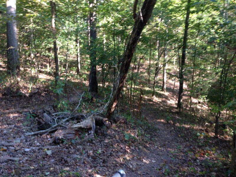 A scenic view of a wooded trail surrounded by tall trees and underbrush, with sunlight filtering through the leaves. The path curves gently through the forest, showcasing fallen branches and colorful leaves on the forest floor. Water Tank Trail mountain bike trail.