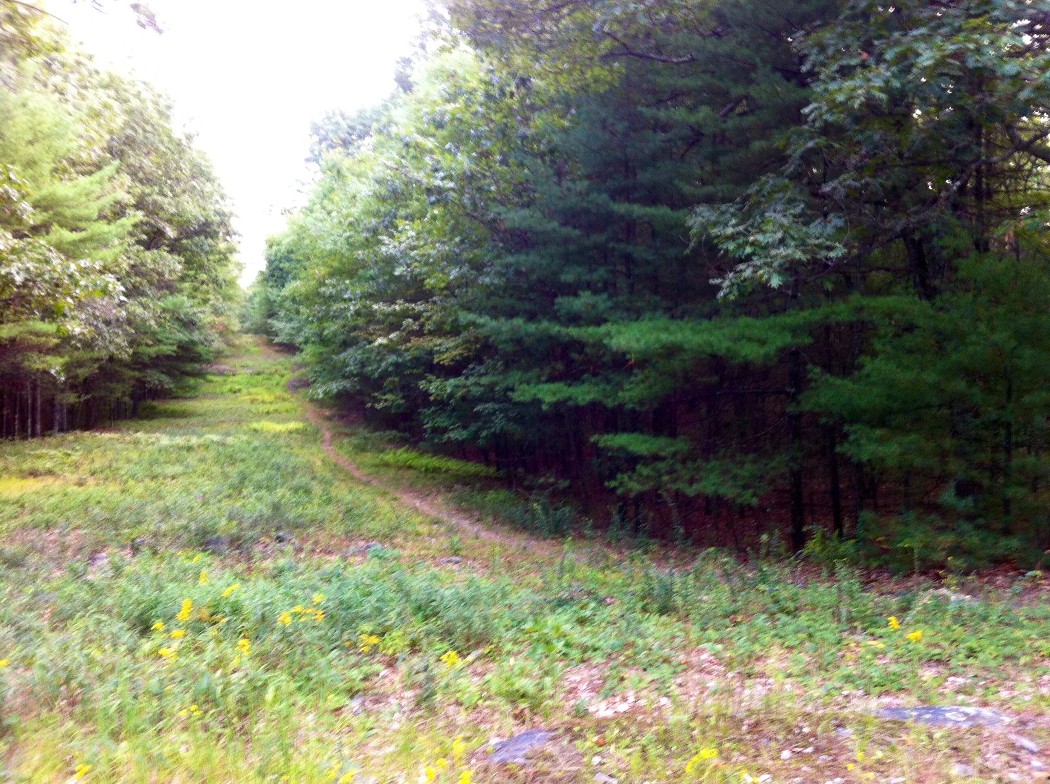 A peaceful forest scene featuring a path winding between lush greenery and trees. The foreground has patches of wildflowers and tall grass, while the trees on either side create a natural frame leading into the distance. Callahan State Park mountain bike trail.