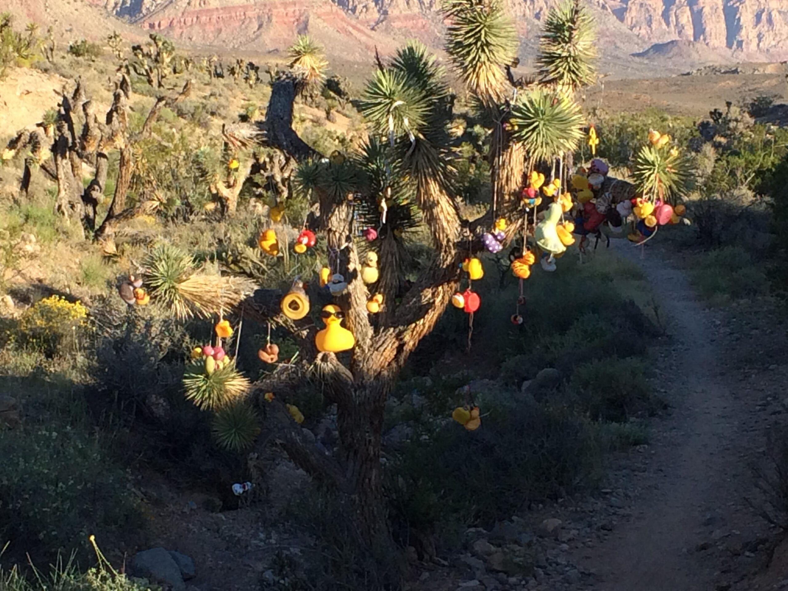 A whimsical scene featuring a tree adorned with colorful rubber duckies and other playful decorations, set against a backdrop of desert vegetation and rocky mountains. A dirt path winds through the landscape, inviting exploration of the unique display. Deadhorse Loop mountain bike trail.