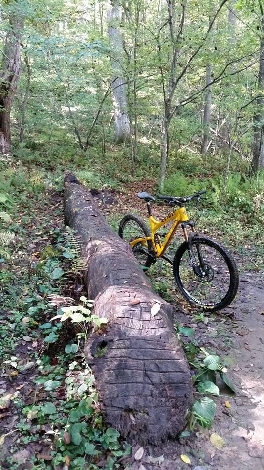 A yellow mountain bike is positioned next to a large fallen log in a lush, green forest setting. The background features tall trees and various plants, with dappled sunlight filtering through the leaves. Gunpowder Falls State Park mountain bike trail.